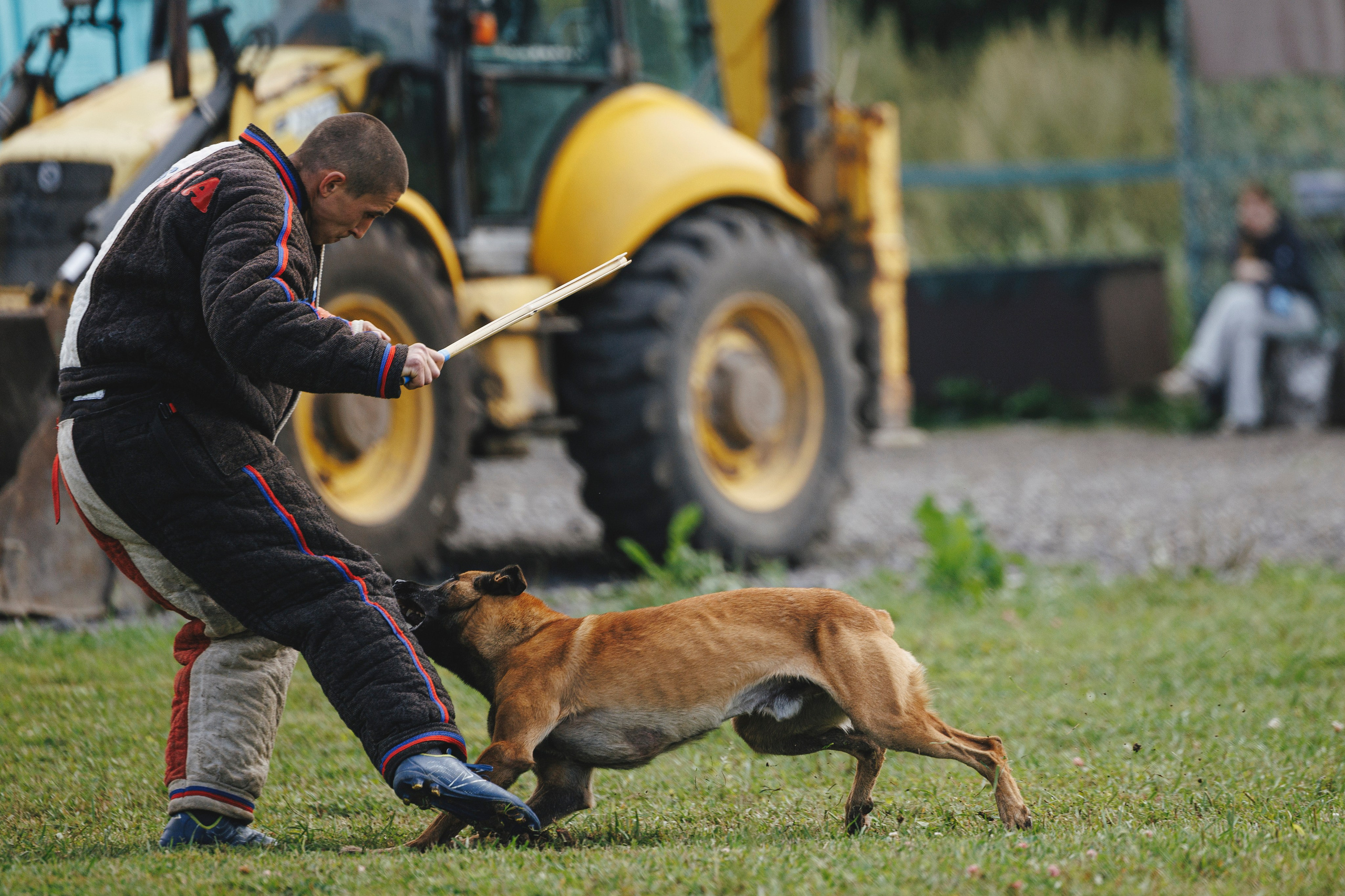 08.08.25-10.08.25 ЧР по мондьорингу г. Вологда. Фотограф-анималист Анна Маринич