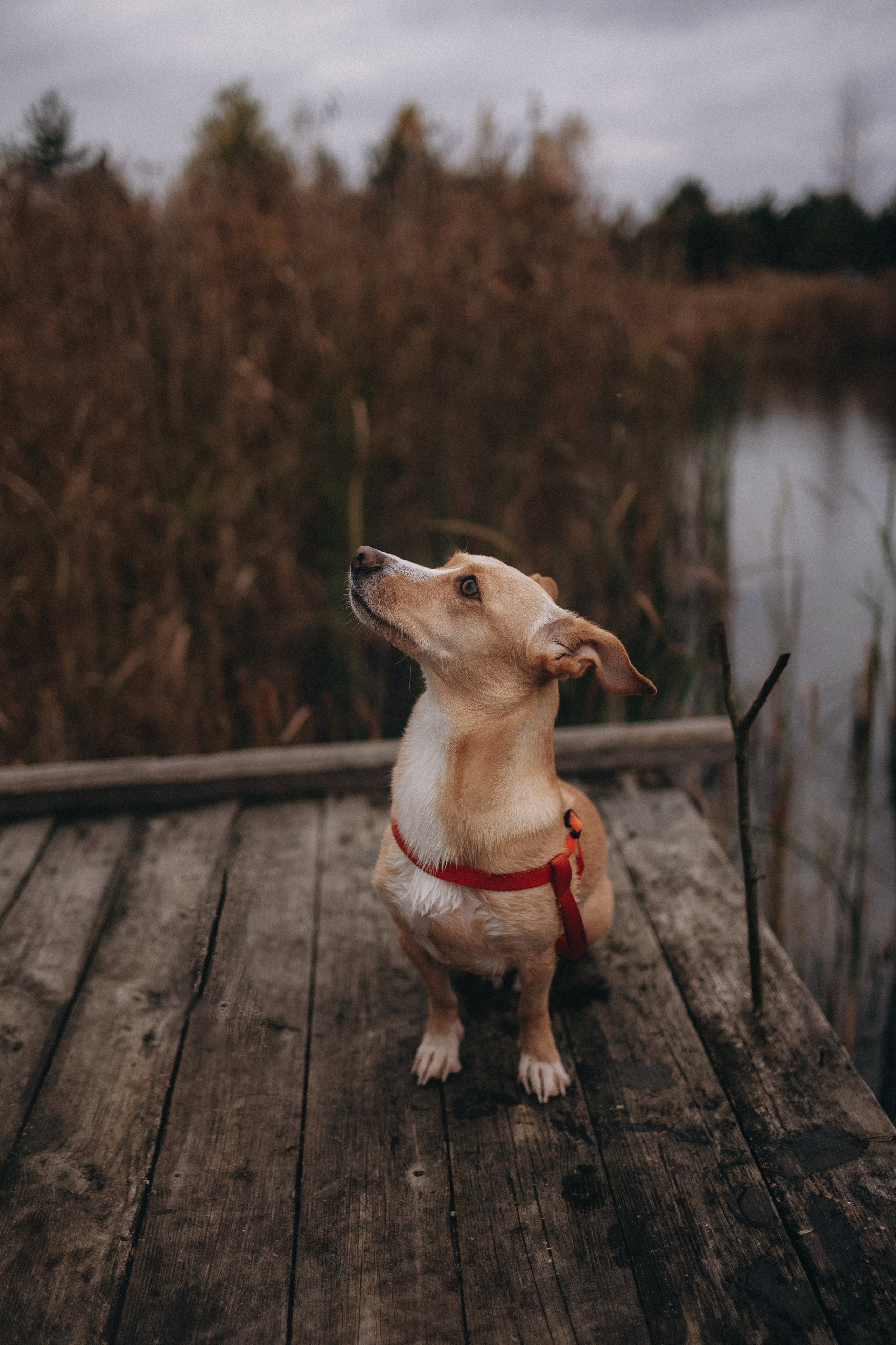 Индивидуальная. Photographer Oseiko Nadezhda