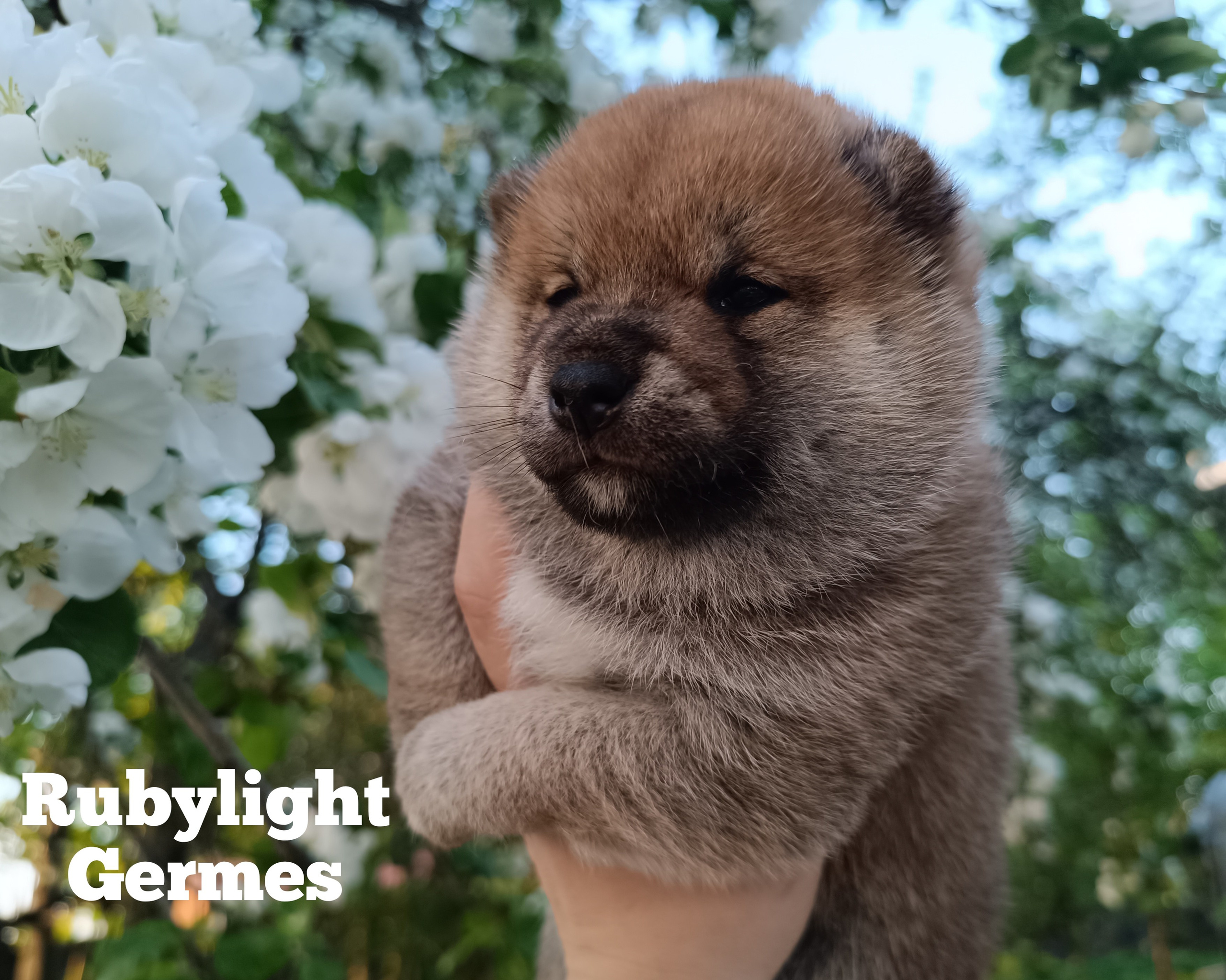 Сиба Rubylight Germes питомник Рубилайт