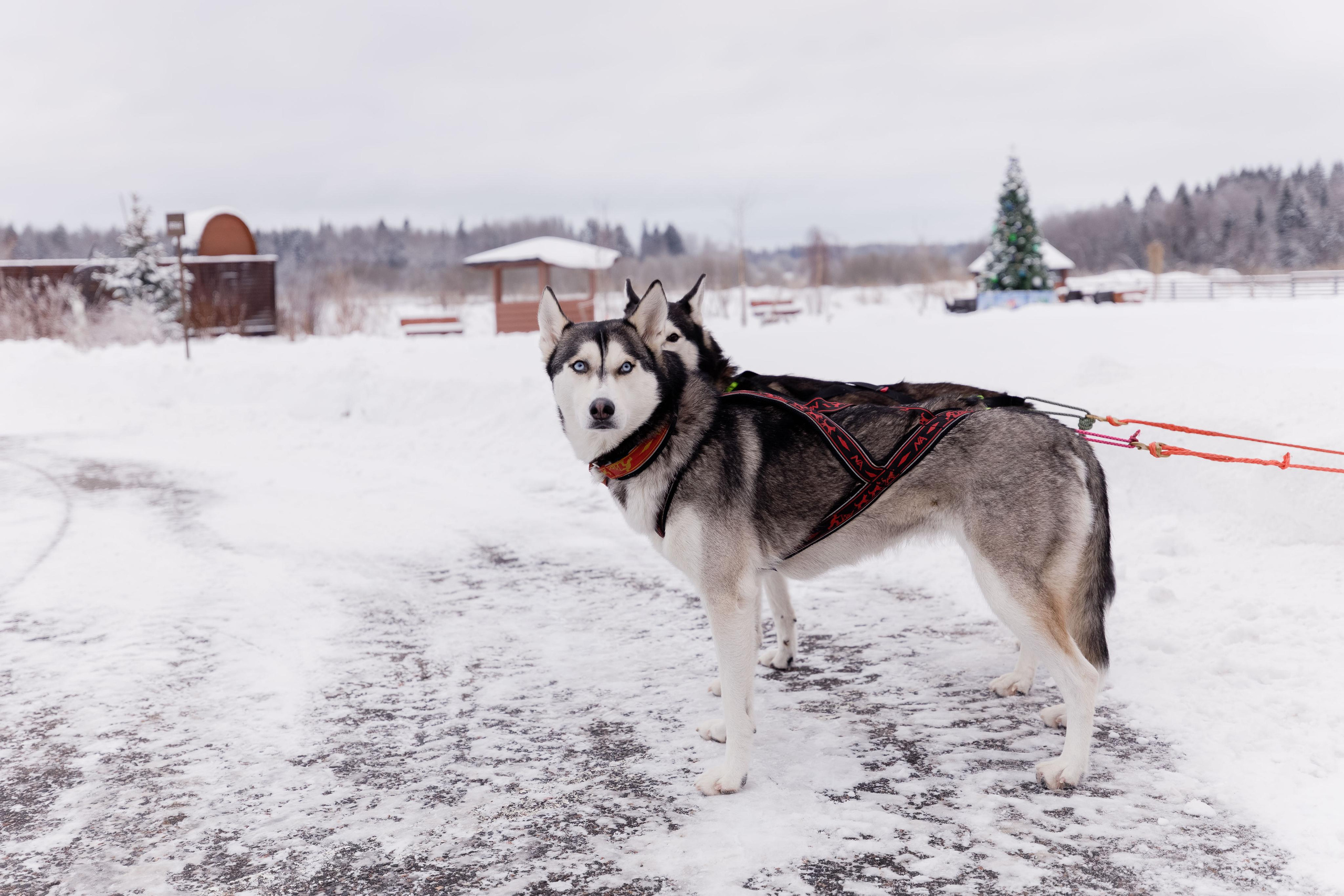 GORKI Golf & Resort. Главная