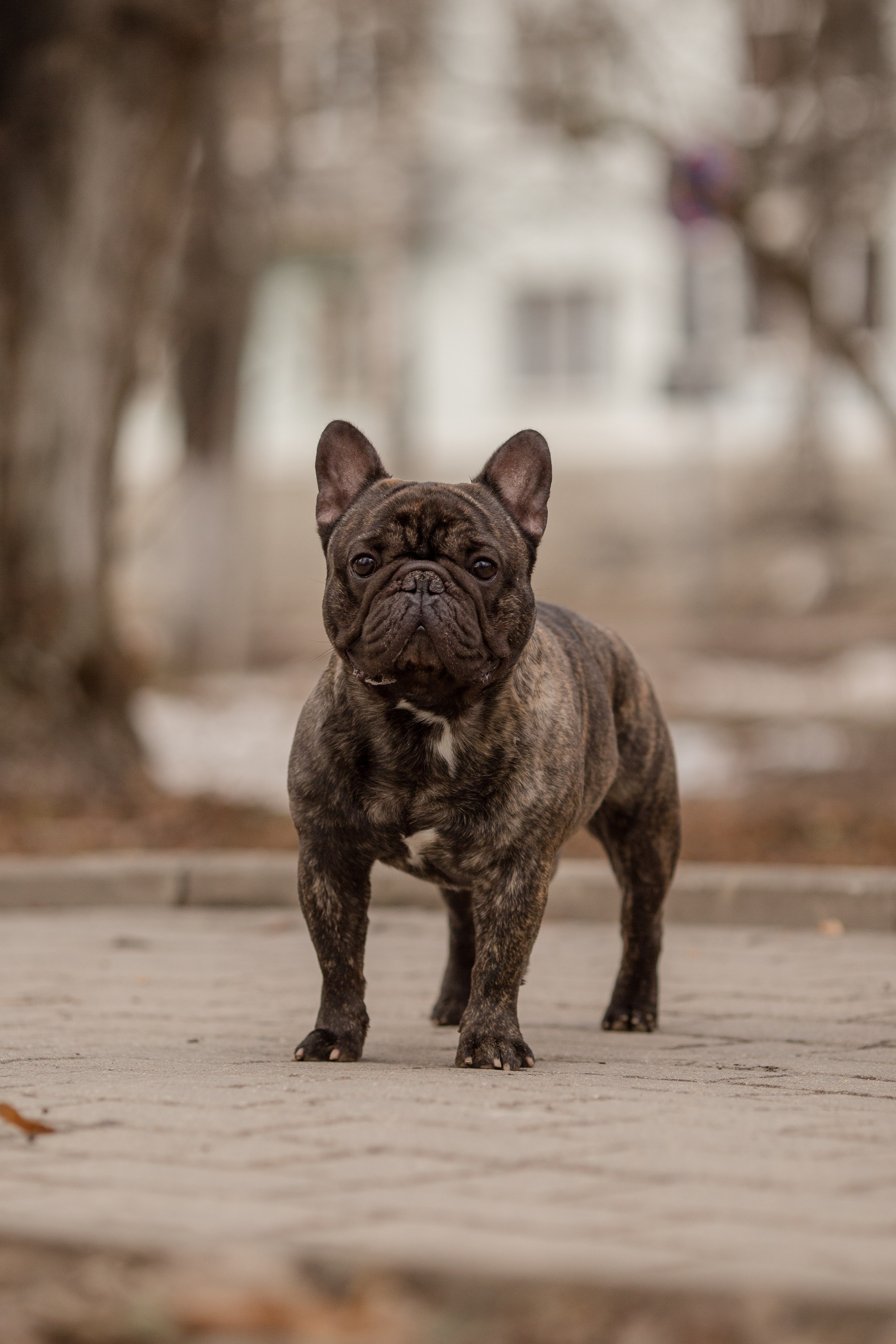 Фото французского бульдога