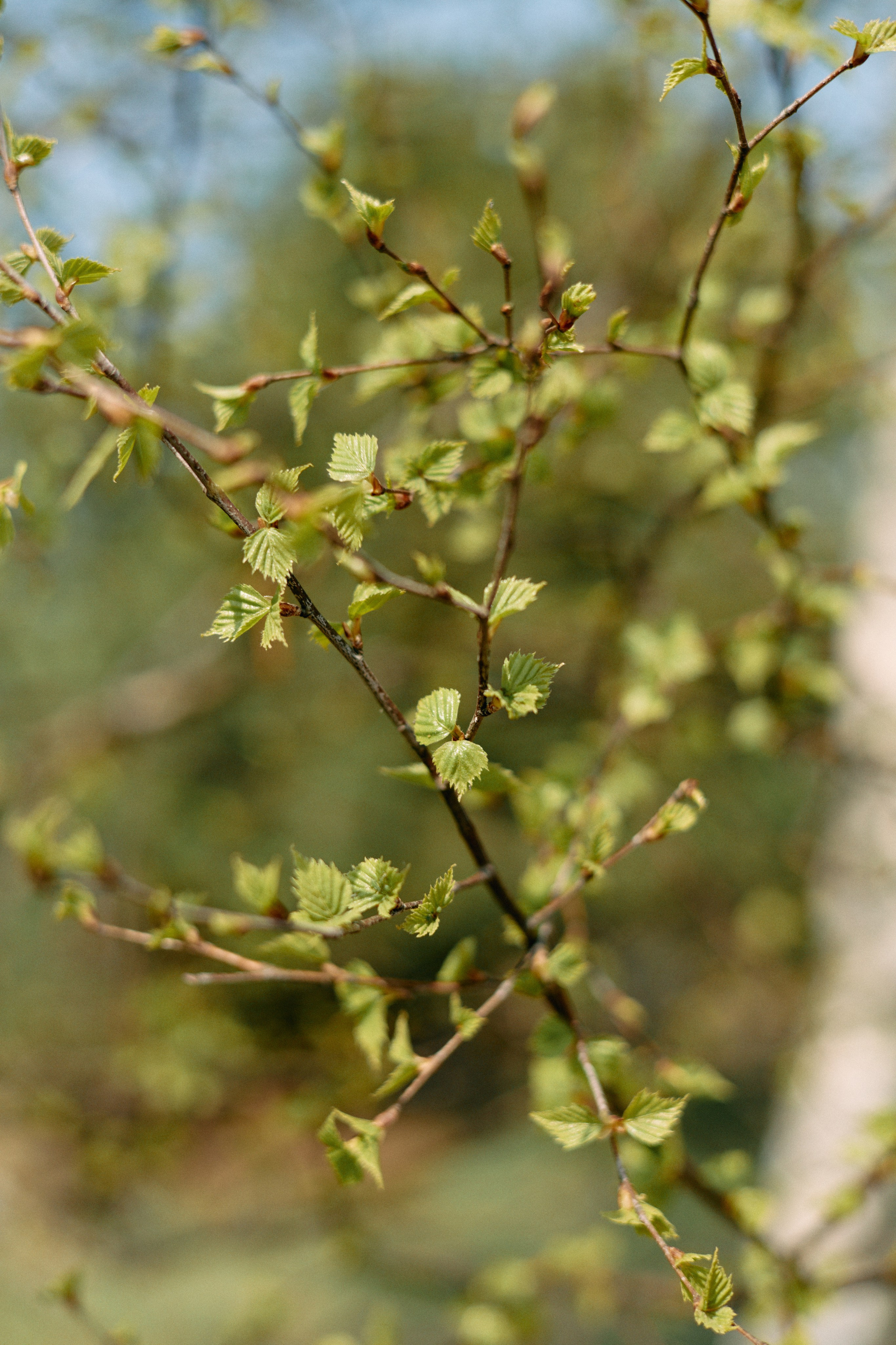 Бутик-отель Поле летом. Профессиональный Фотограф во Владимире, в Москве и в Суздале — Полина Романычева