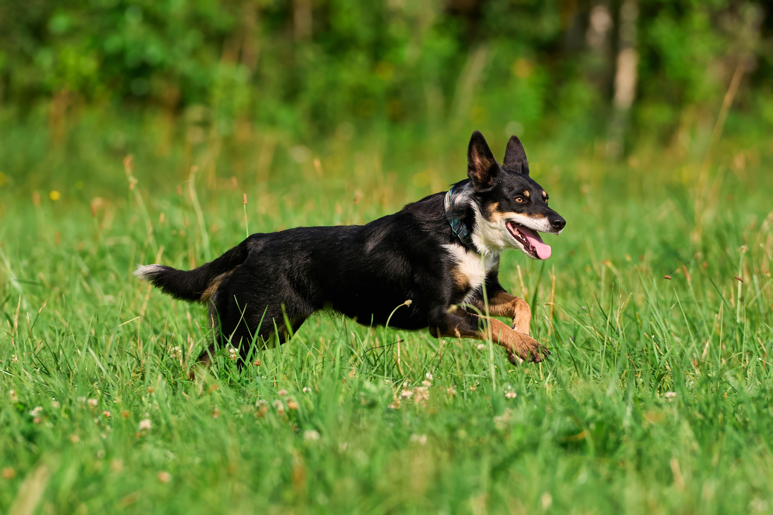 Тренировка по курсингу в Донино. Фотограф-анималист Михаил Манухин