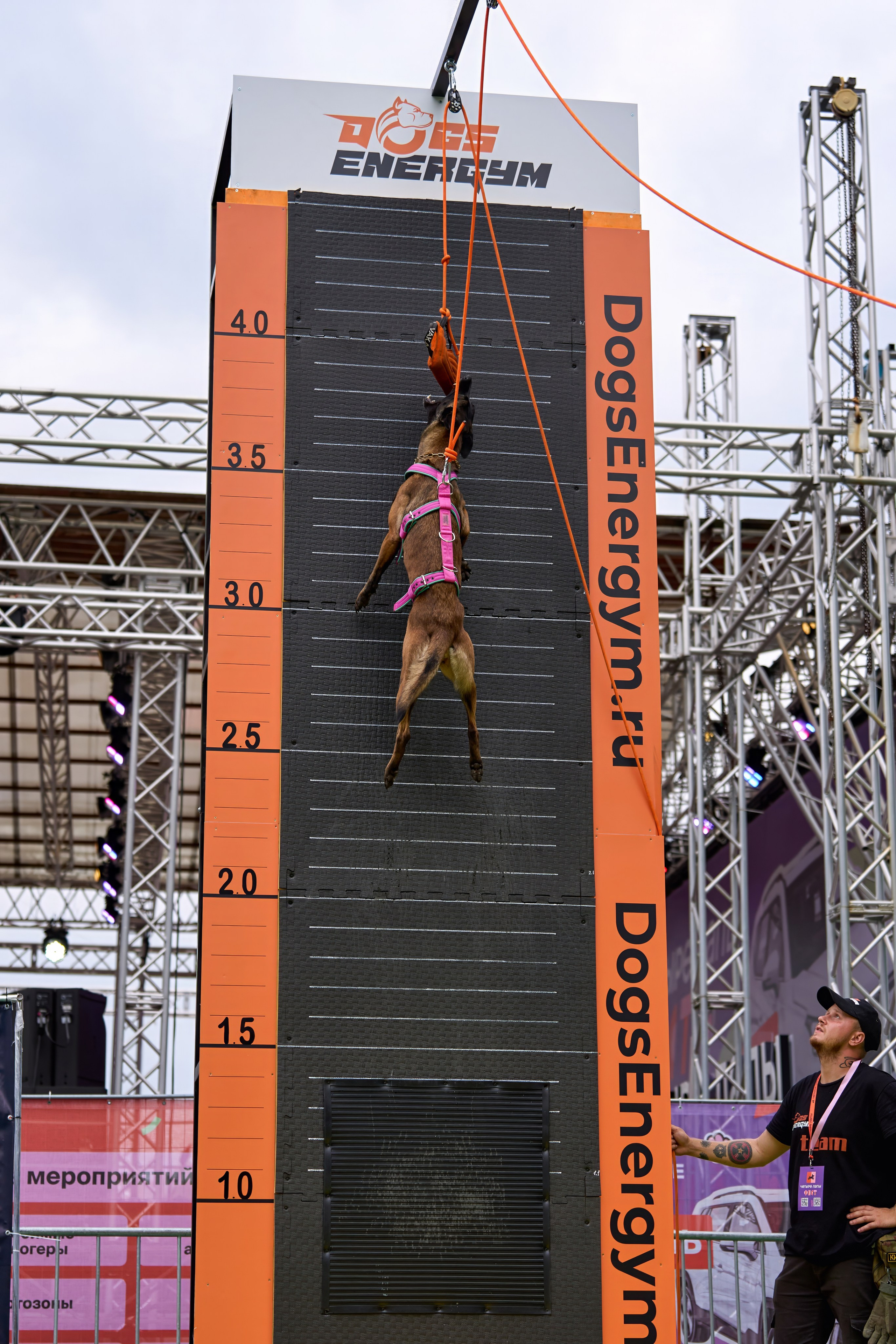 4 лапы Фест. Многоборье. Фотограф-анималист Михаил Манухин