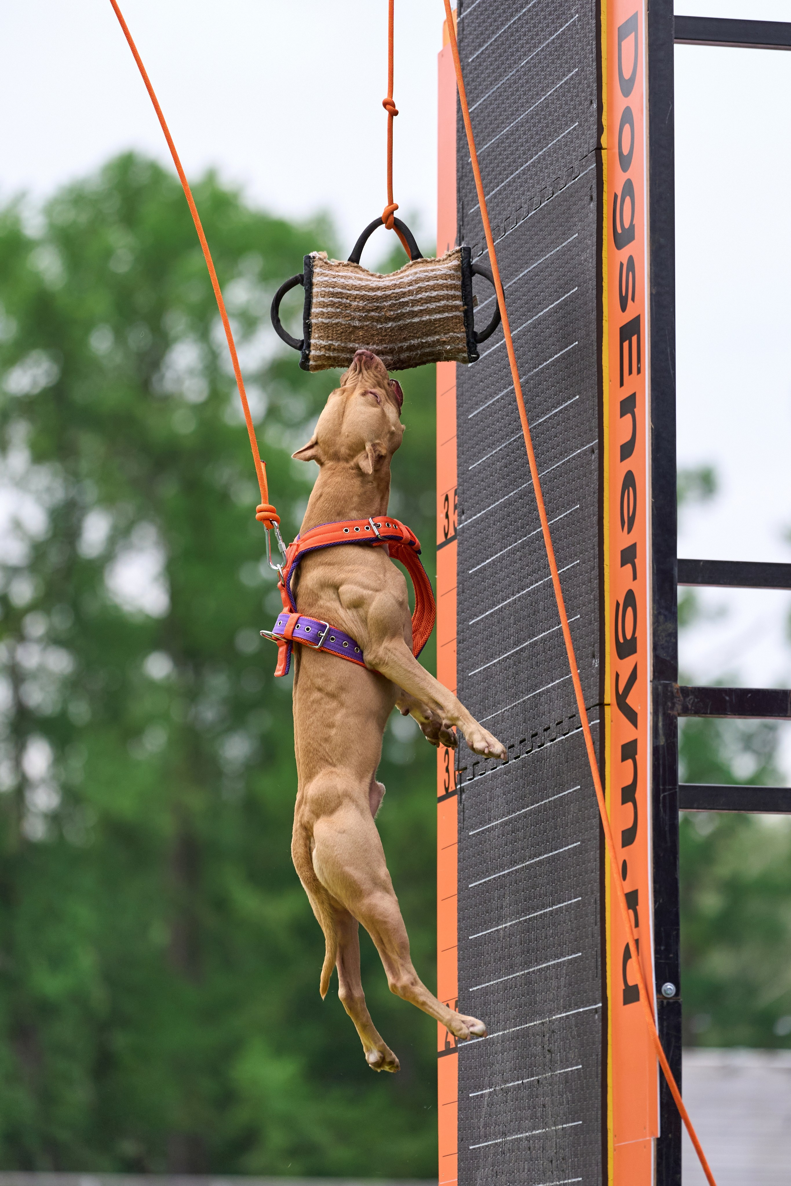 4 лапы Фест. Многоборье. Фотограф-анималист Михаил Манухин