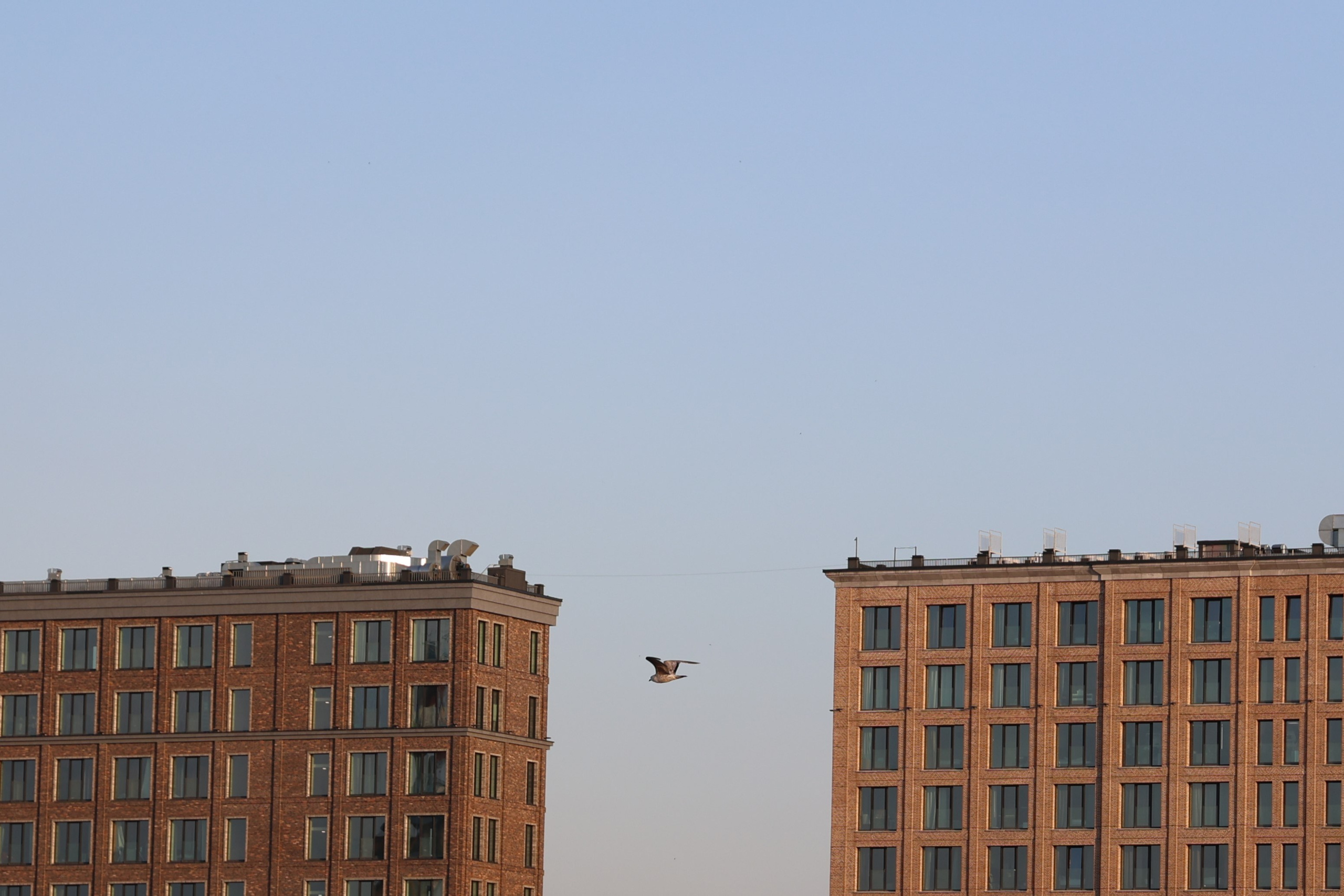 Любимое. Фотограф в Санкт-Петербурге Анна Сосновская