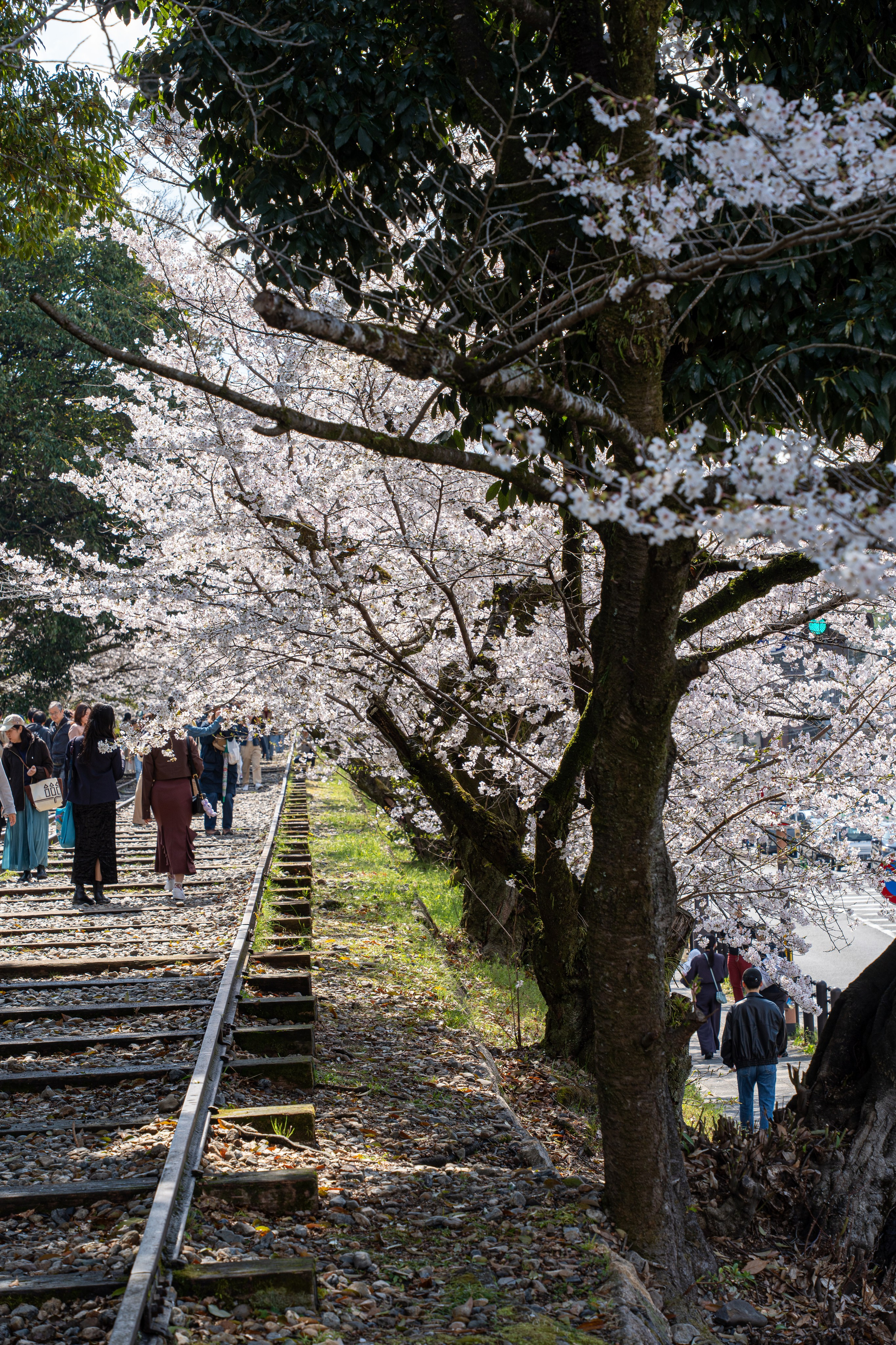 Япония, сакура. Творческие сьемки
