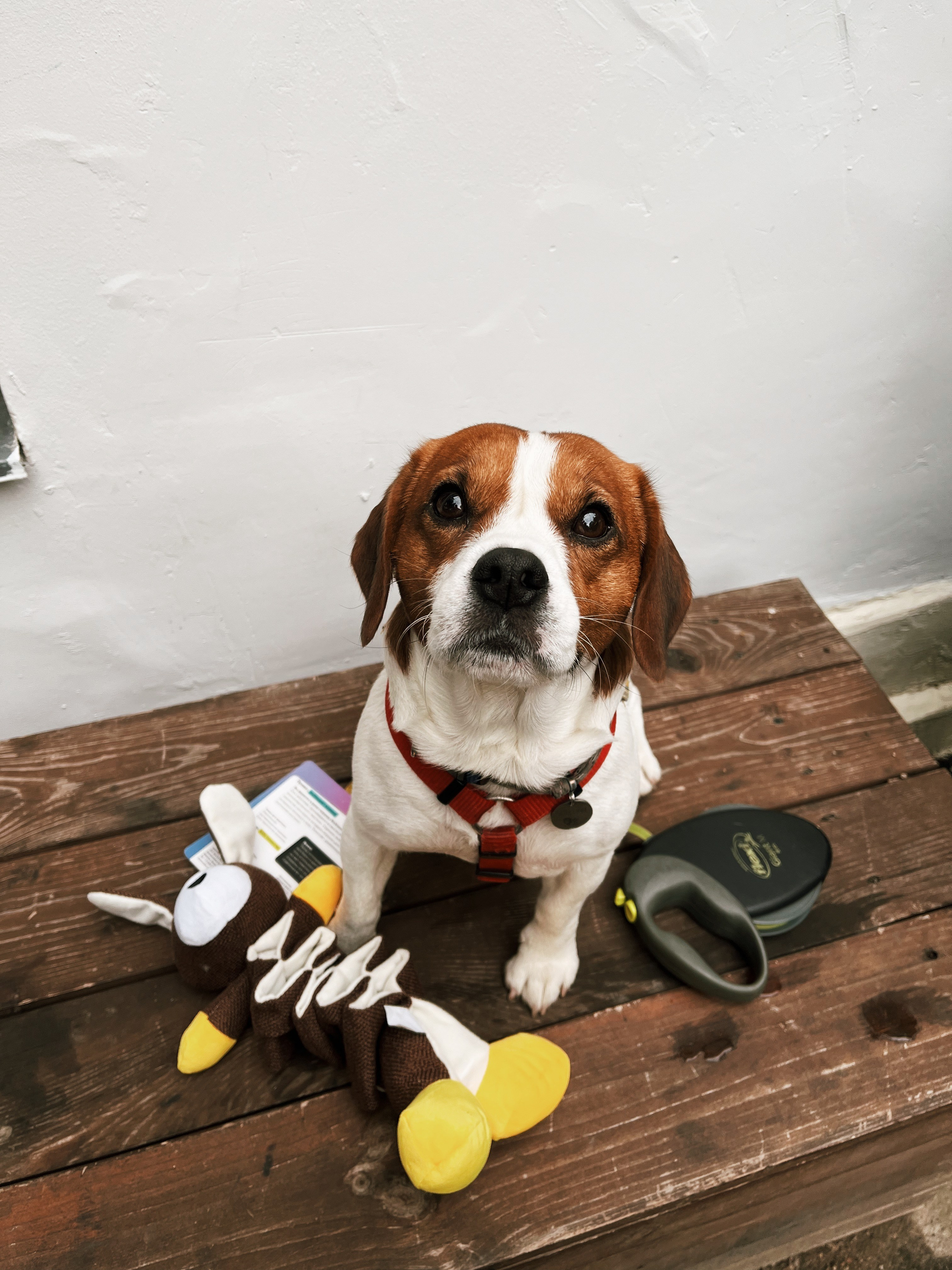 Чарли. DEWA | фотостудия для маркетплейсов