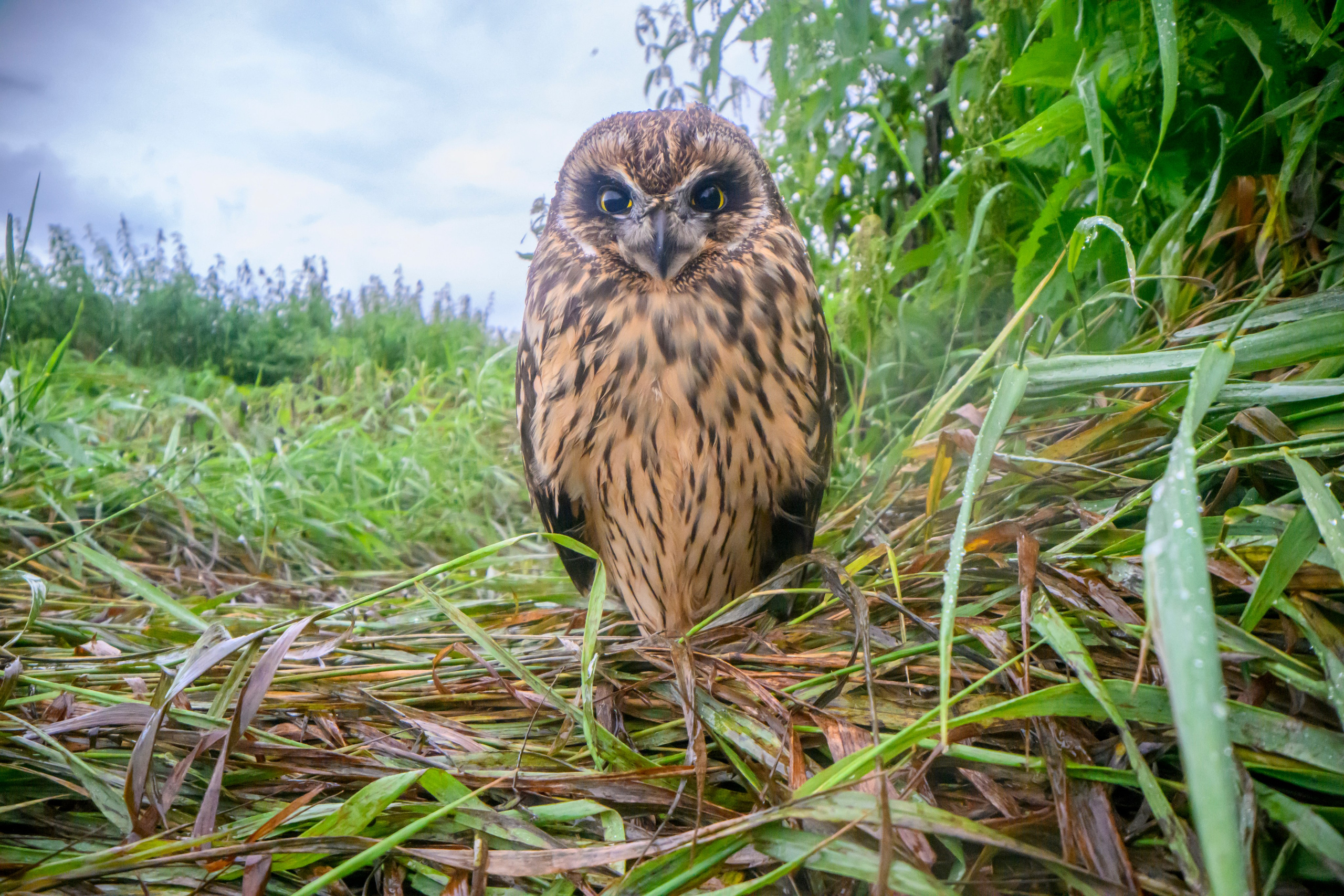 Совенок на ширик | Owlet with wide lens. Фотограф Сергей Пупонин