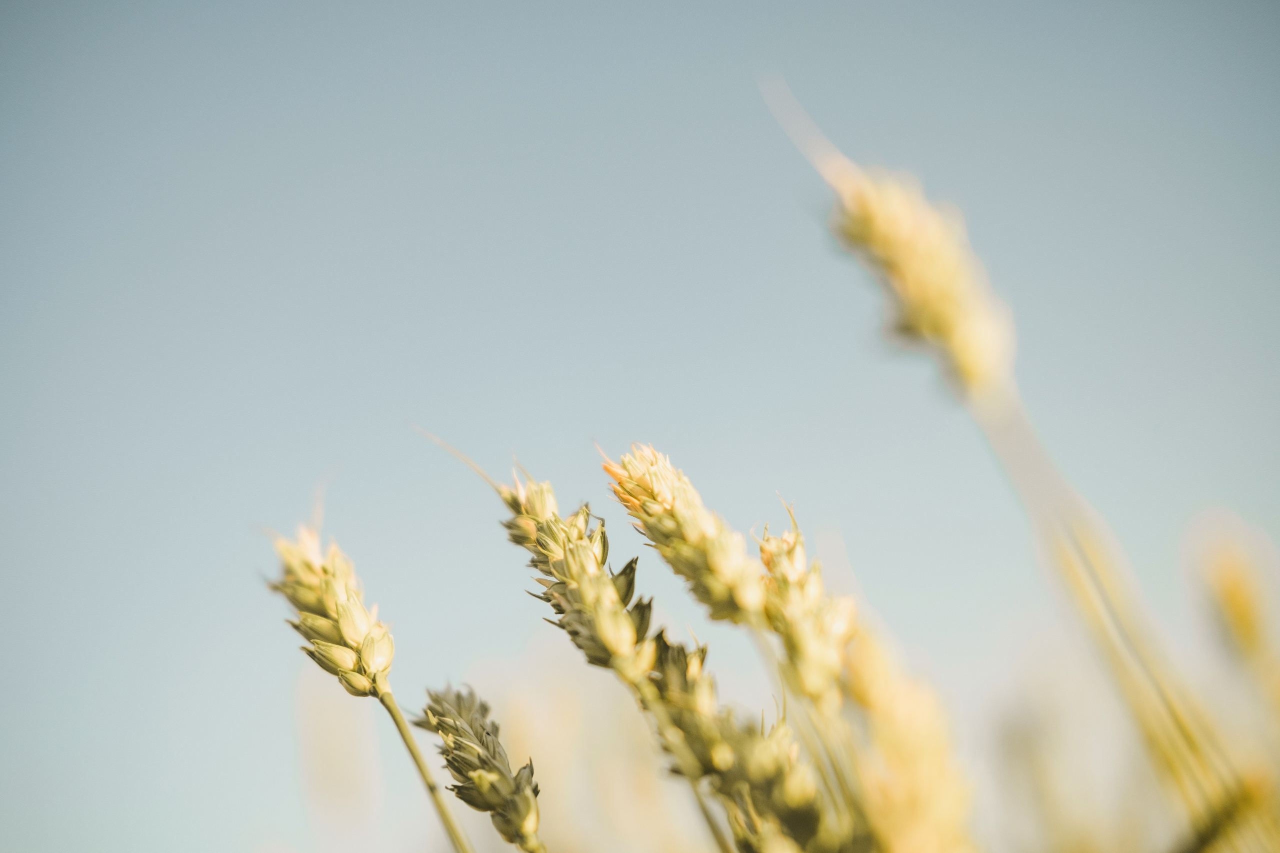 Сава в поле). Свадебный и семейный фотограф в Новосибирске, Санкт-Петербурге, Москве