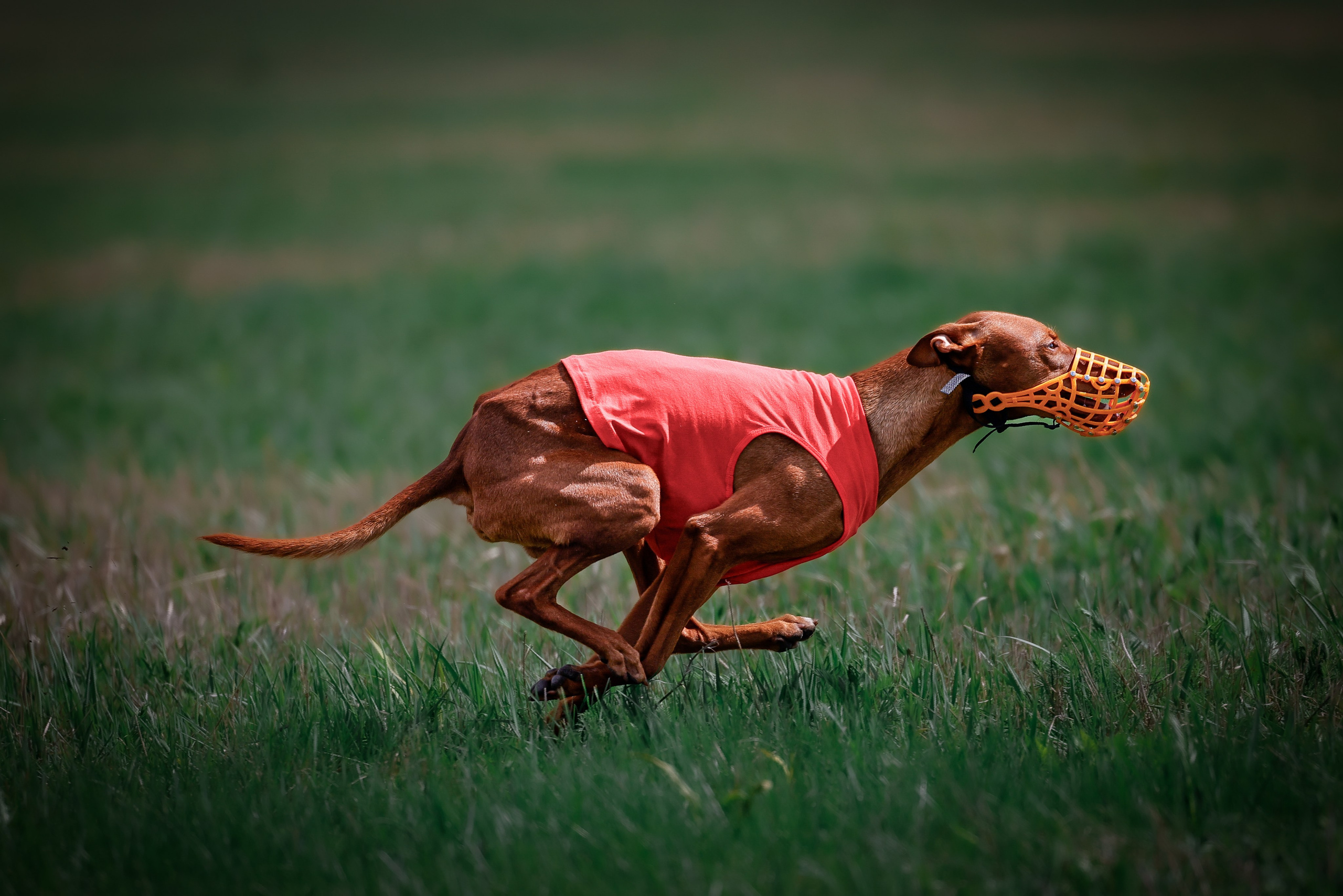 Собаки. Антонина Савельева Фотограф Ставрополь