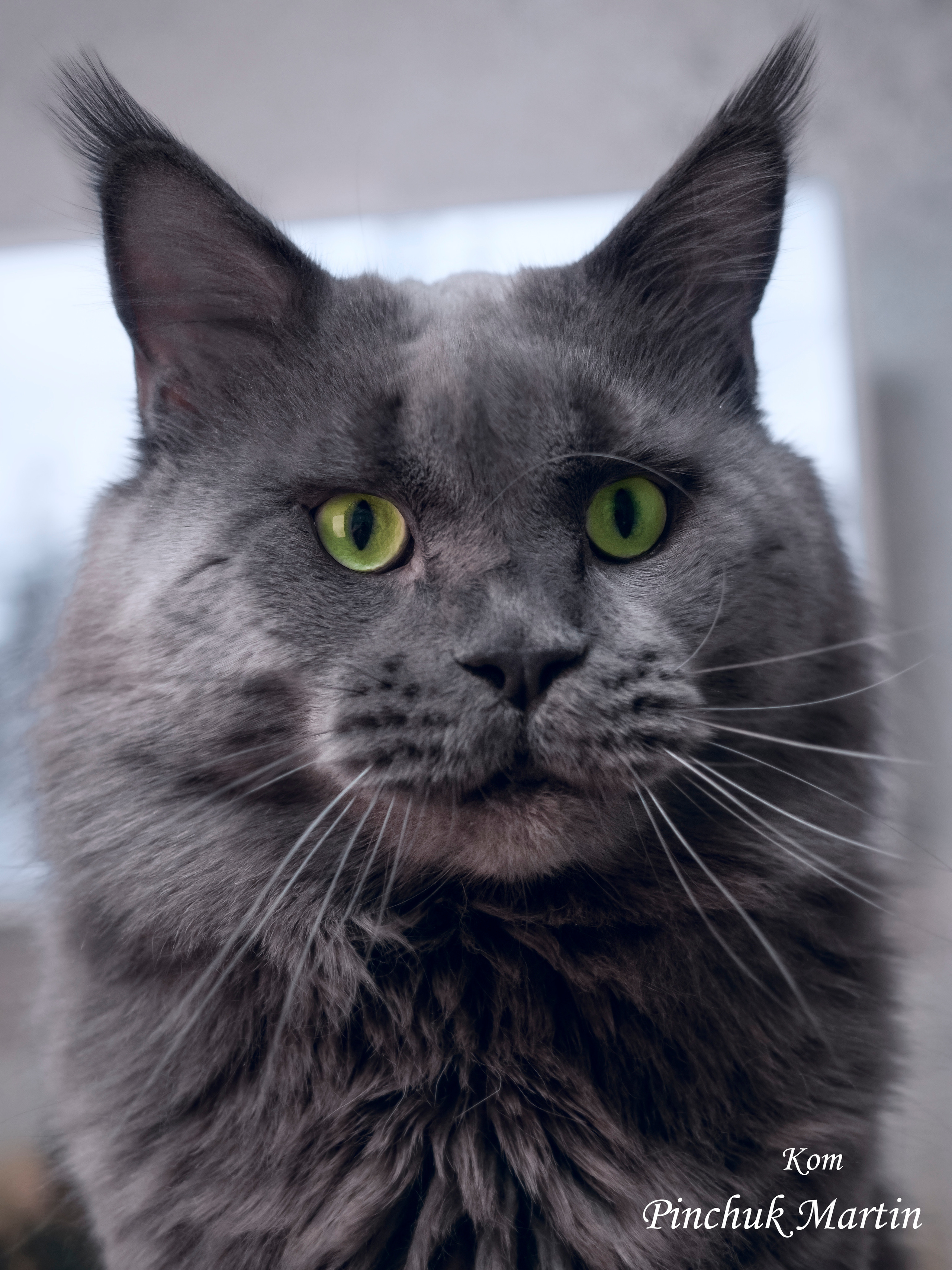 Домашние питомцы. Семейные фотографы в Екатеринбурге Анна и Александр A&A Best Foto