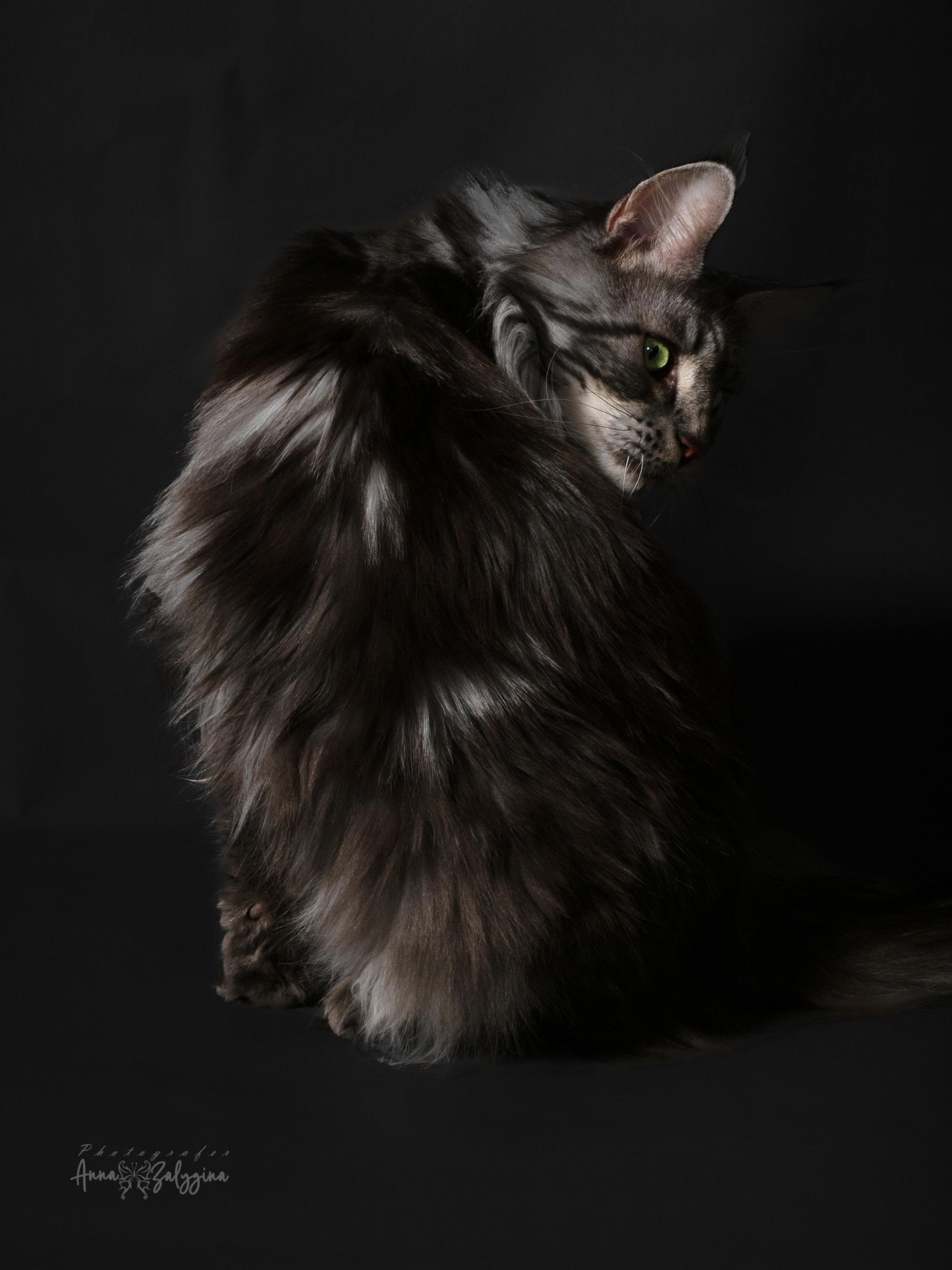 Домашние питомцы. Семейные фотографы в Екатеринбурге Анна и Александр A&A Best Foto