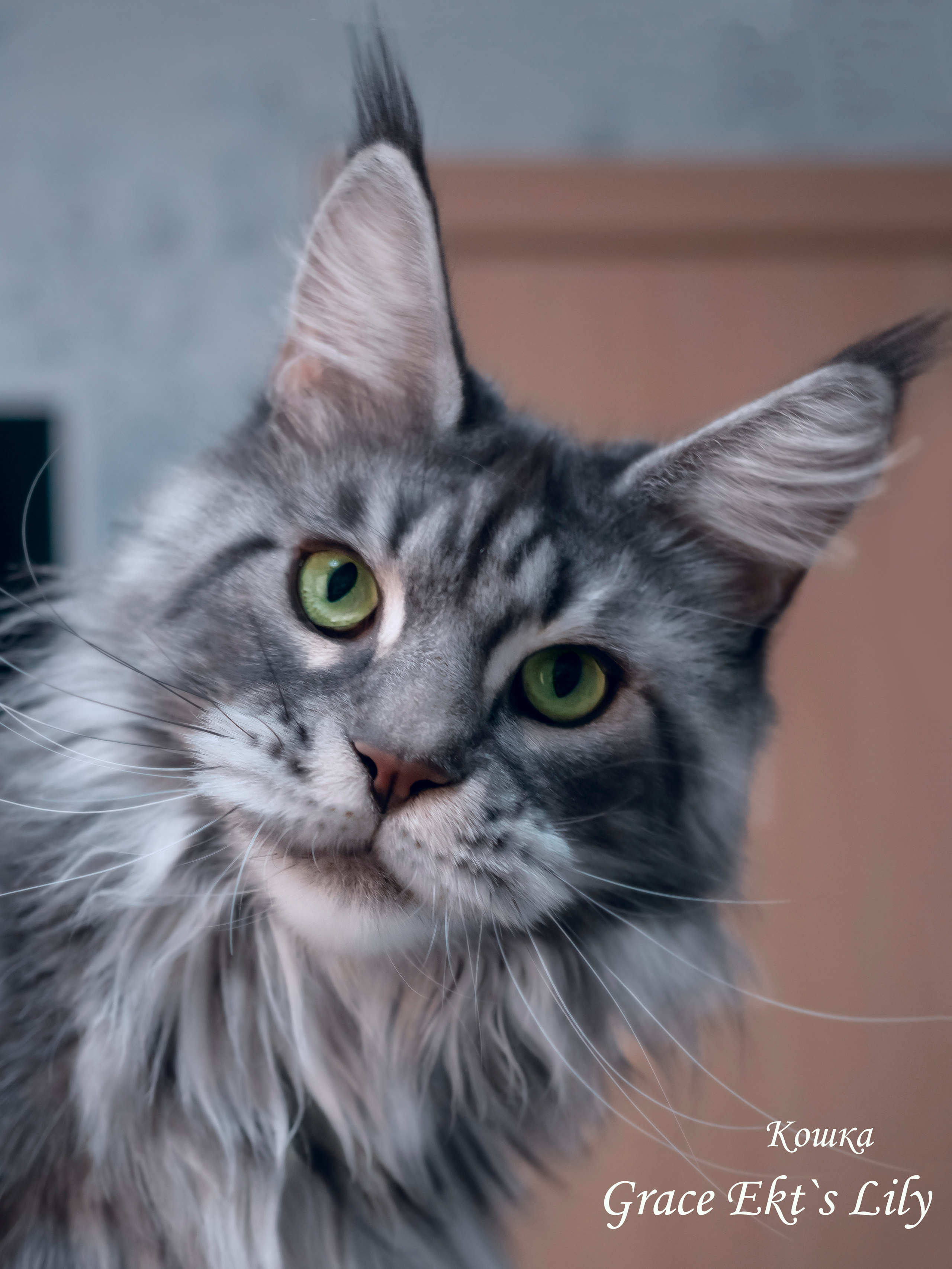 Домашние питомцы. Семейные фотографы в Екатеринбурге Анна и Александр A&A Best Foto