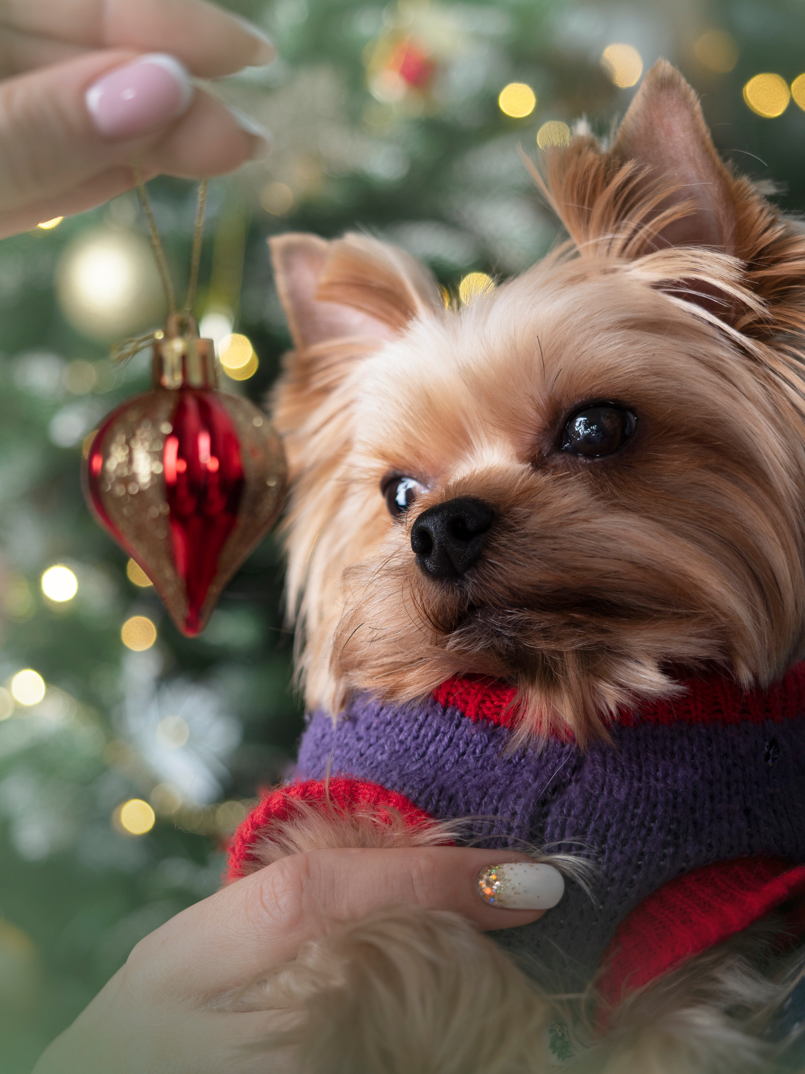 Домашние питомцы. Семейные фотографы в Екатеринбурге Анна и Александр A&A Best Foto