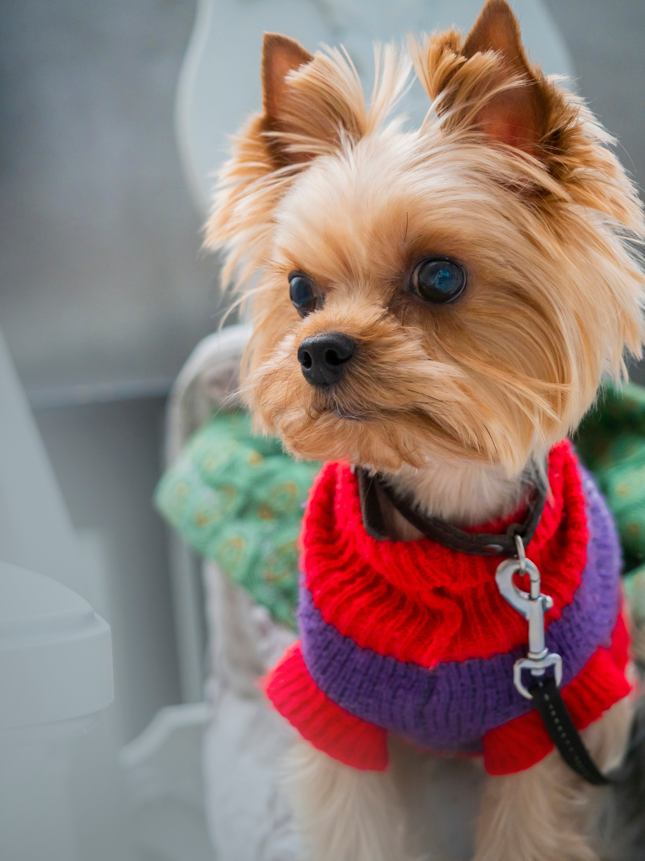 Домашние питомцы. Семейные фотографы в Екатеринбурге Анна и Александр A&A Best Foto