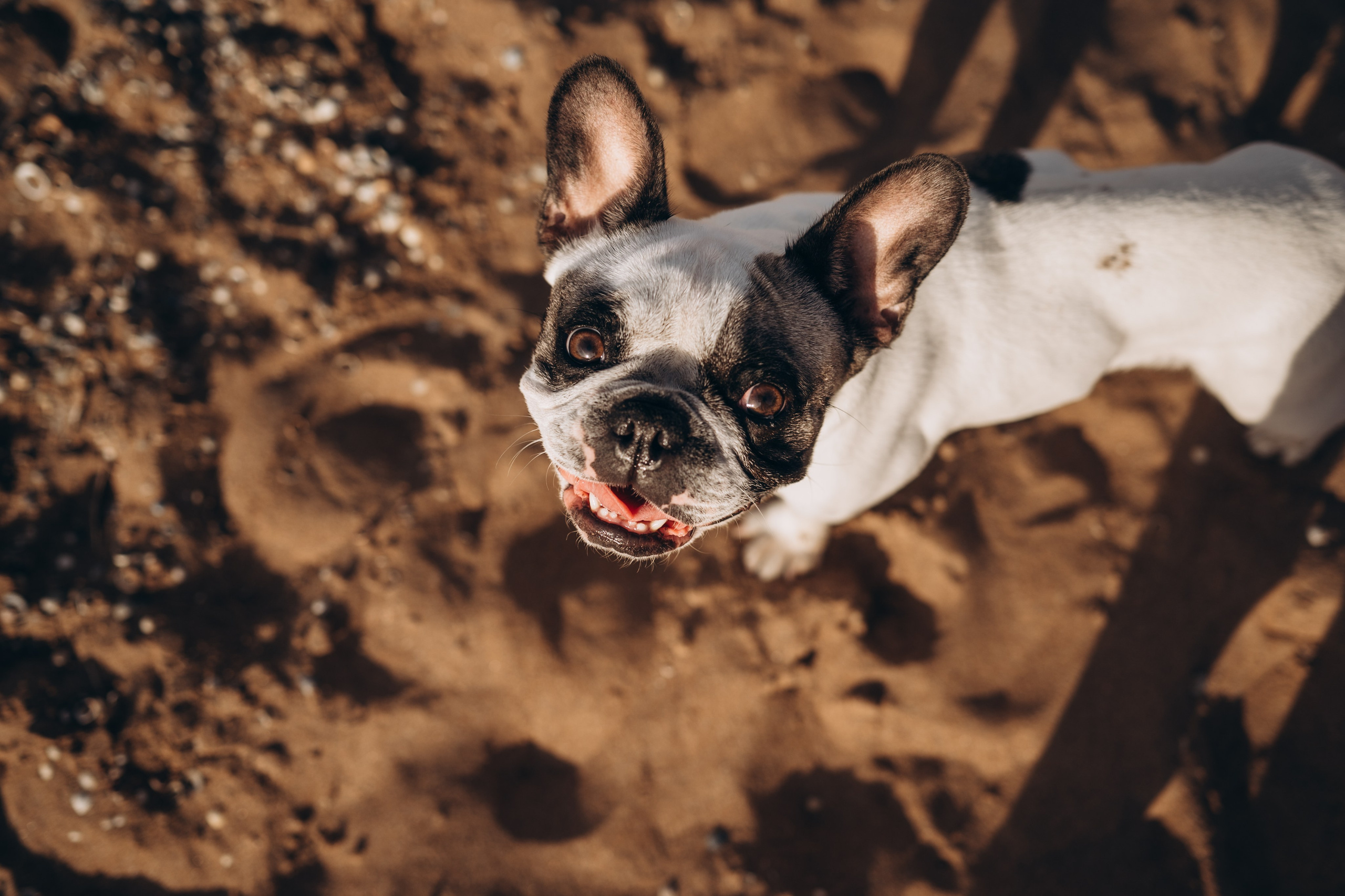Алексей, Екатерина, Полина и Аня. Фотограф Горбенко Анна