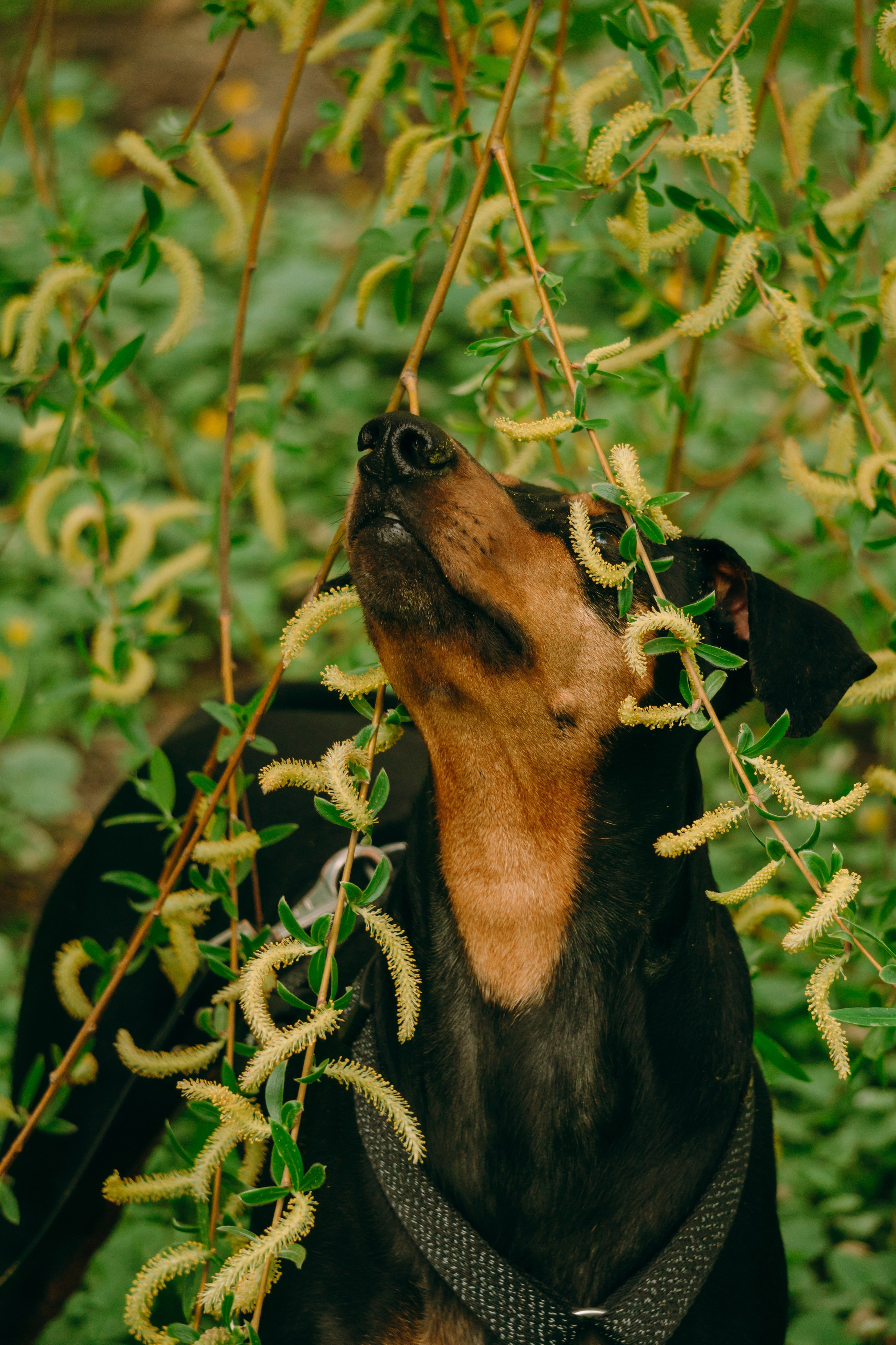 Кира, Максим и Аскара. Фотограф-анималист Ксения Воробьева, Москва