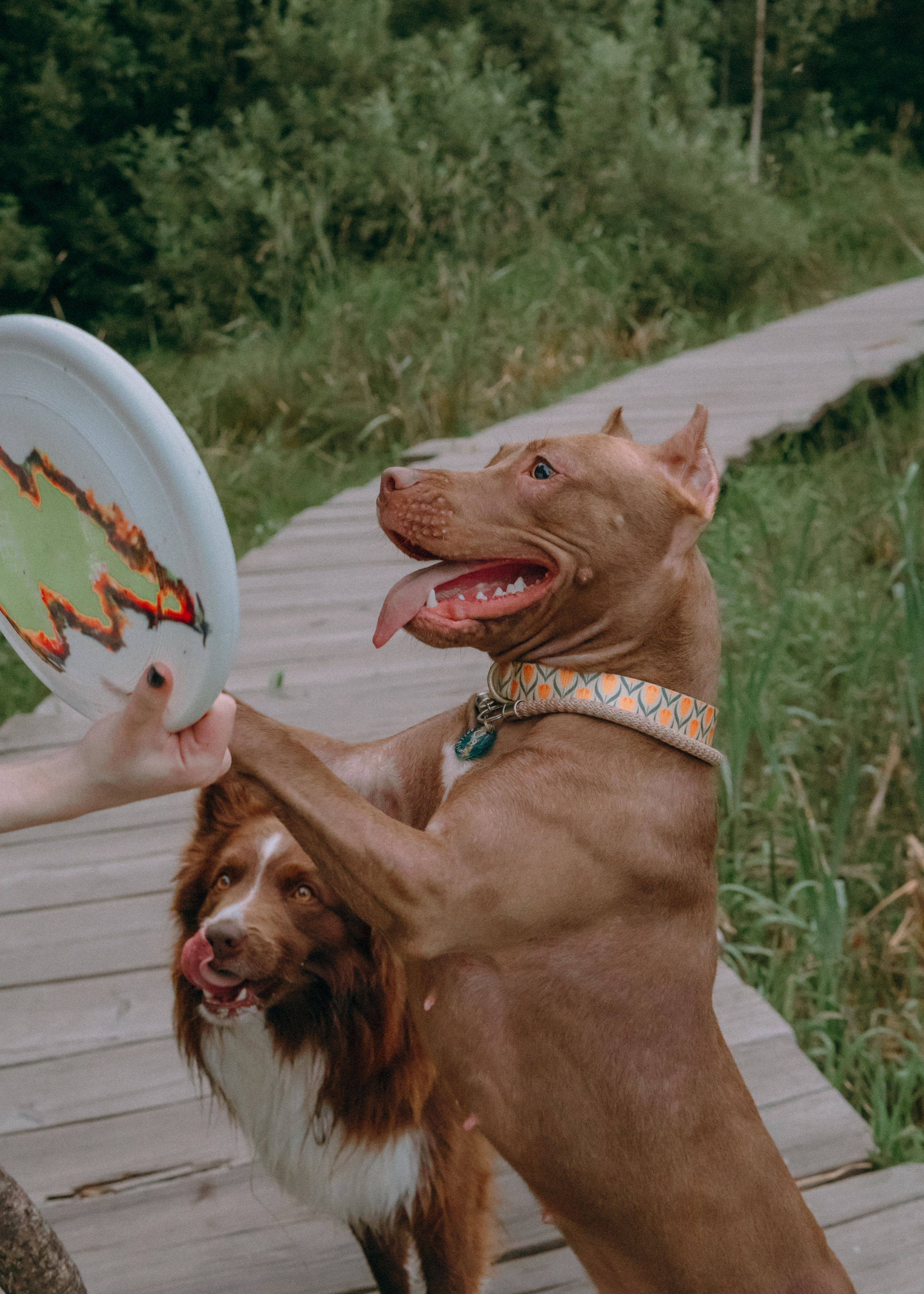 Виолетта, Лила и Питер. Фотограф-анималист Ксения Воробьева, Москва
