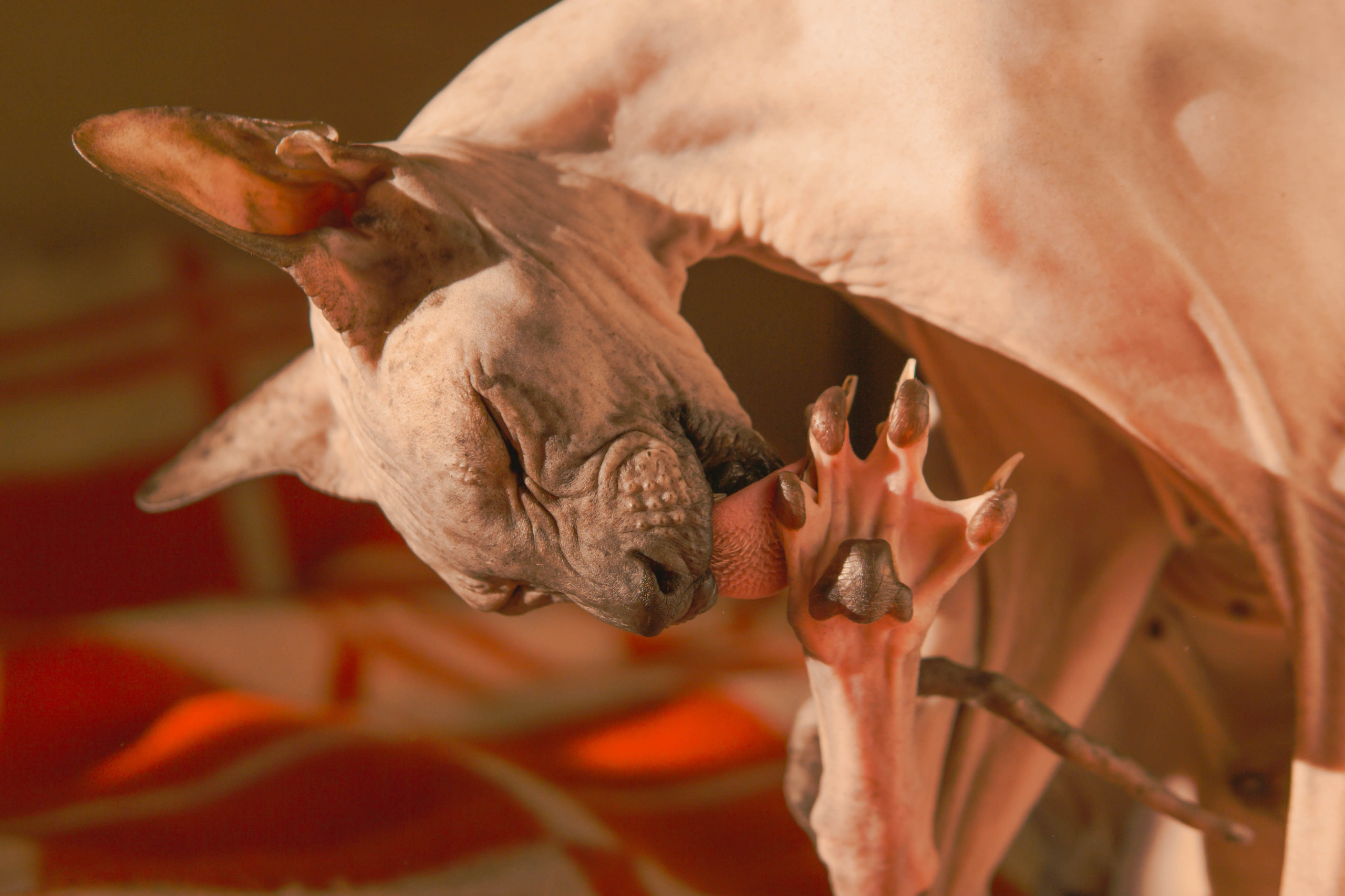 Бандит. Фотограф-анималист Ксения Воробьева, Москва