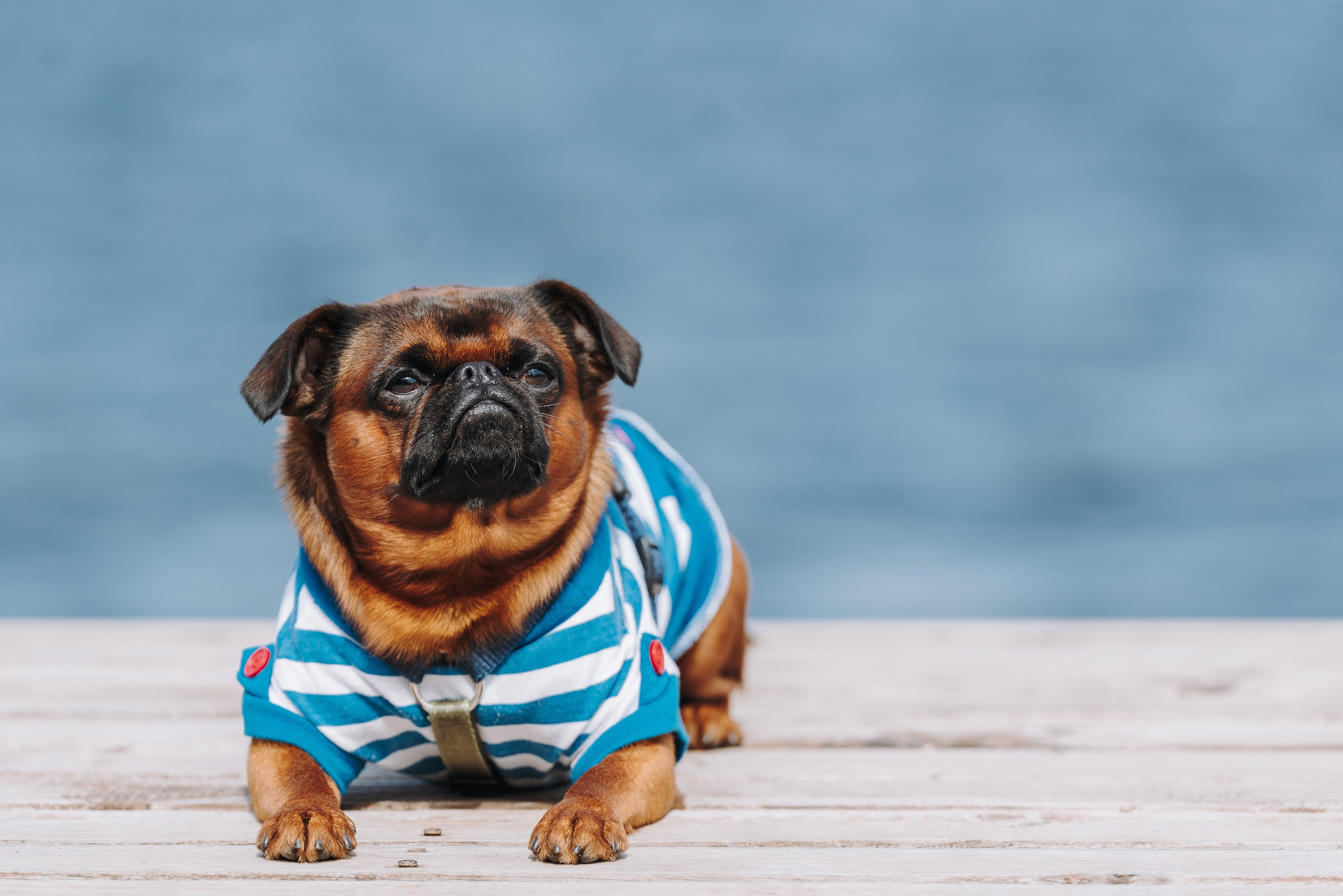 Соревнования по ноузворку в Лосево. Фотограф анималист в Спб недорого Олеся Майорова
