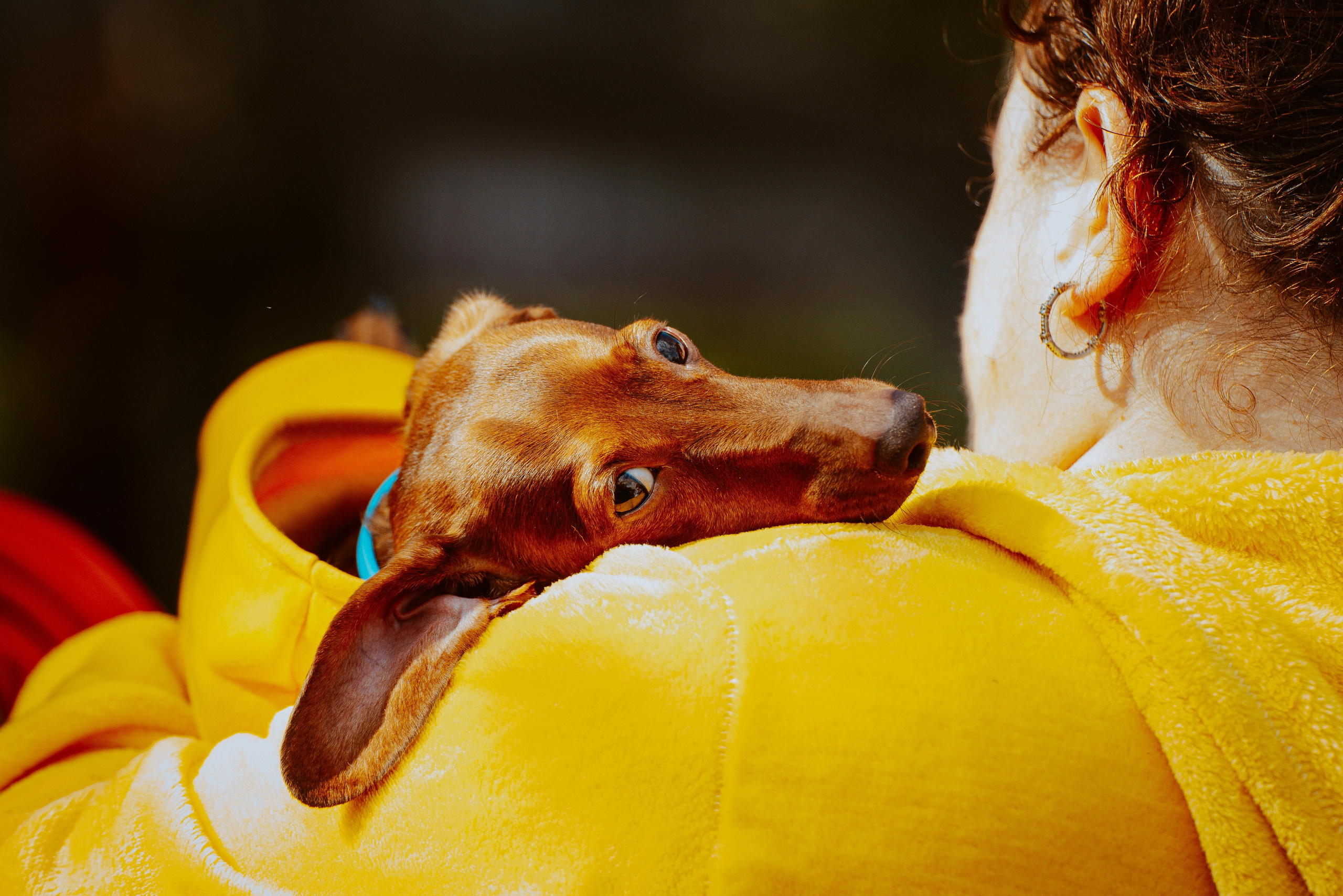 Такспарад. Фотограф анималист в Спб недорого Олеся Майорова