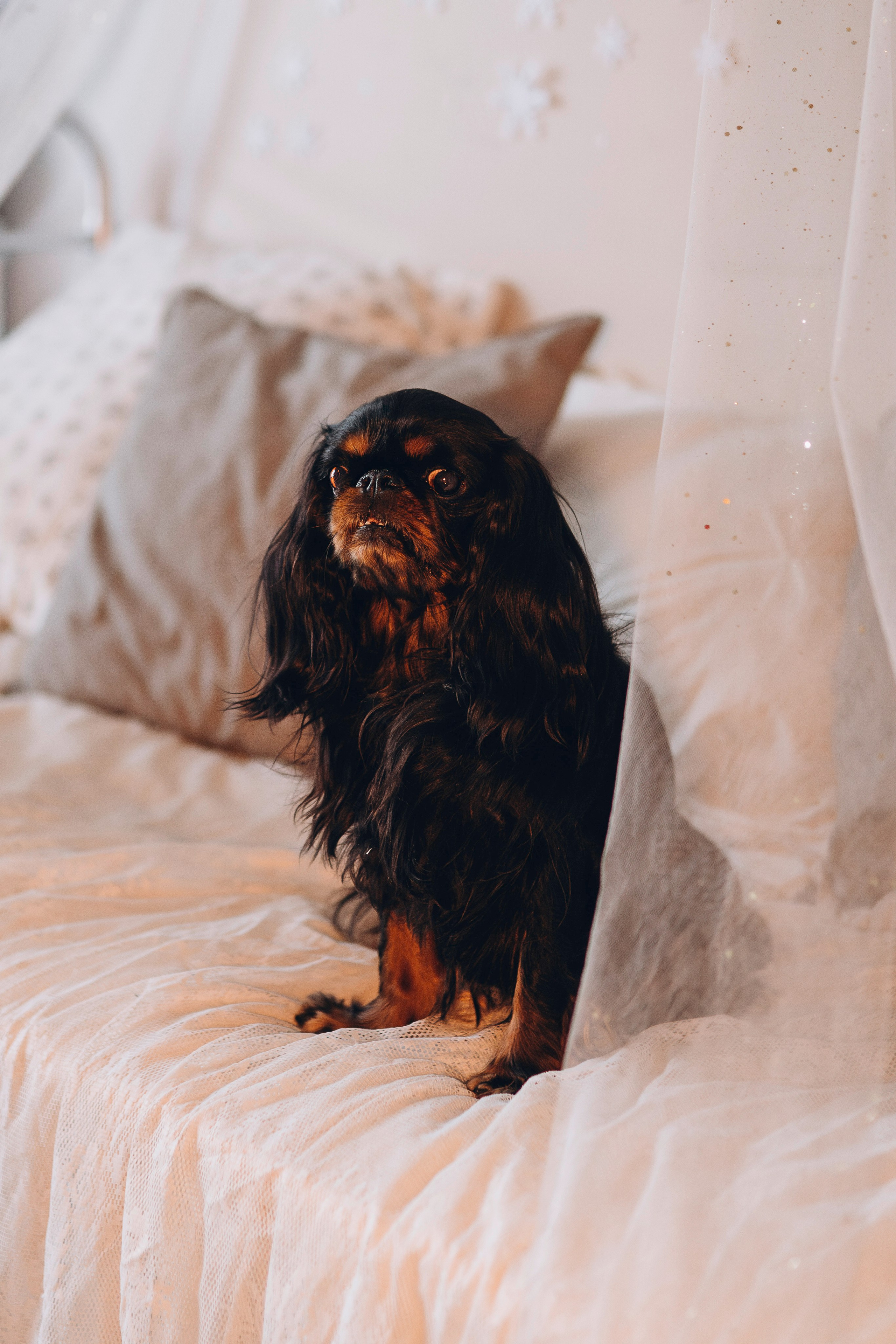 Ариша и её семья. Фотограф анималист в Спб недорого Олеся Майорова