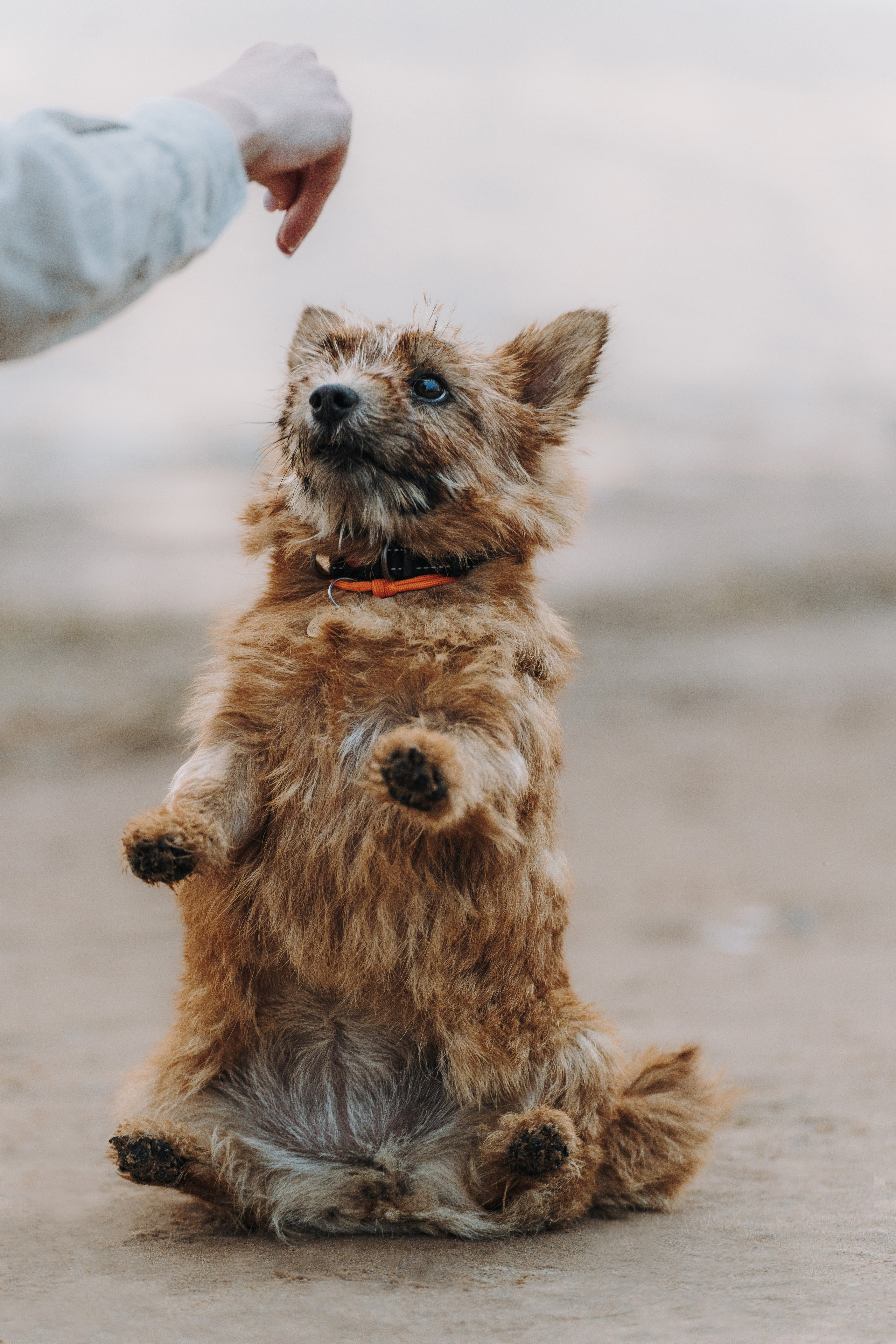Семейная фотосессия с собакой Спб. Фотограф анималист в Спб недорого Олеся Майорова