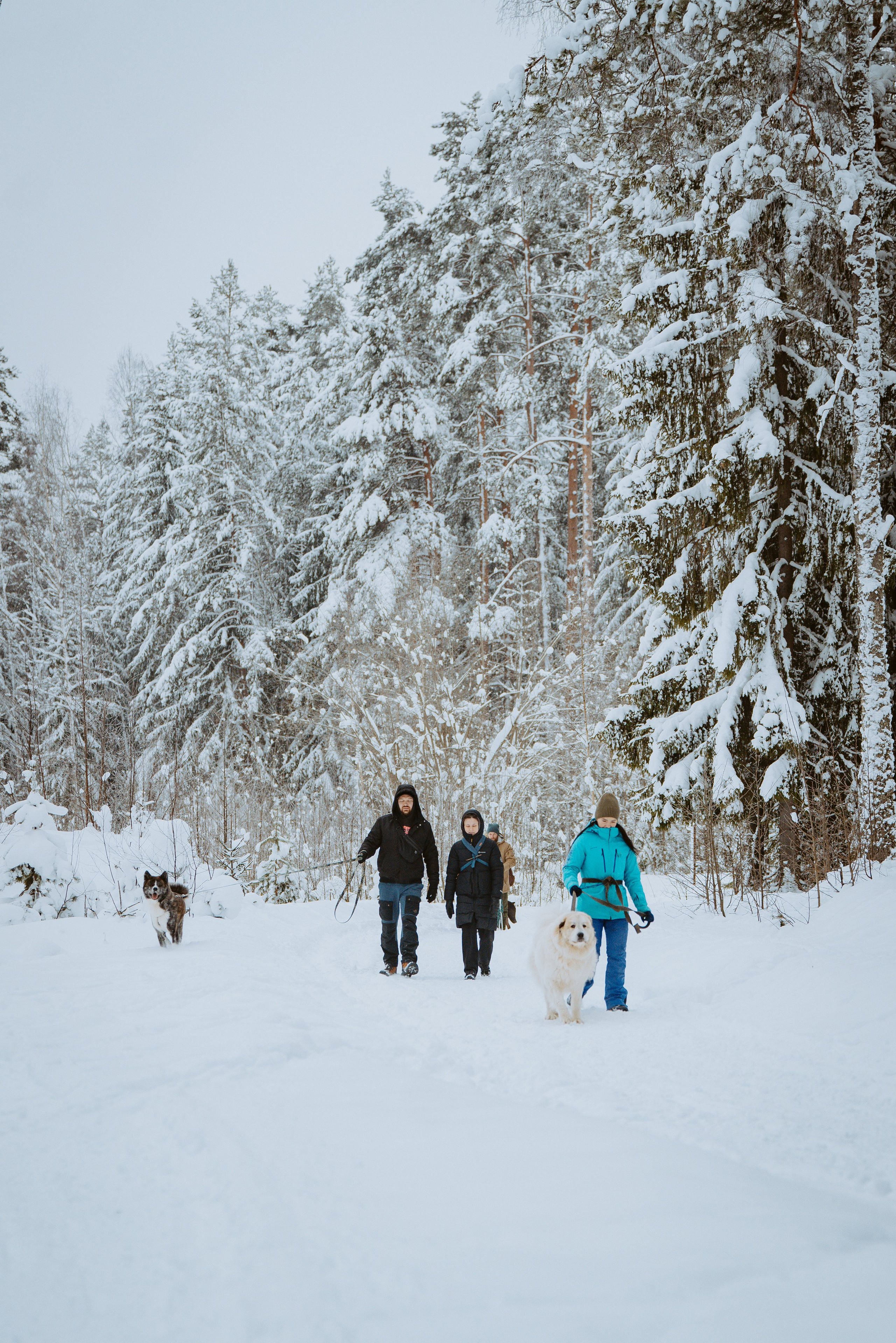 Дог трекинг. Фотограф анималист в Спб недорого Олеся Майорова