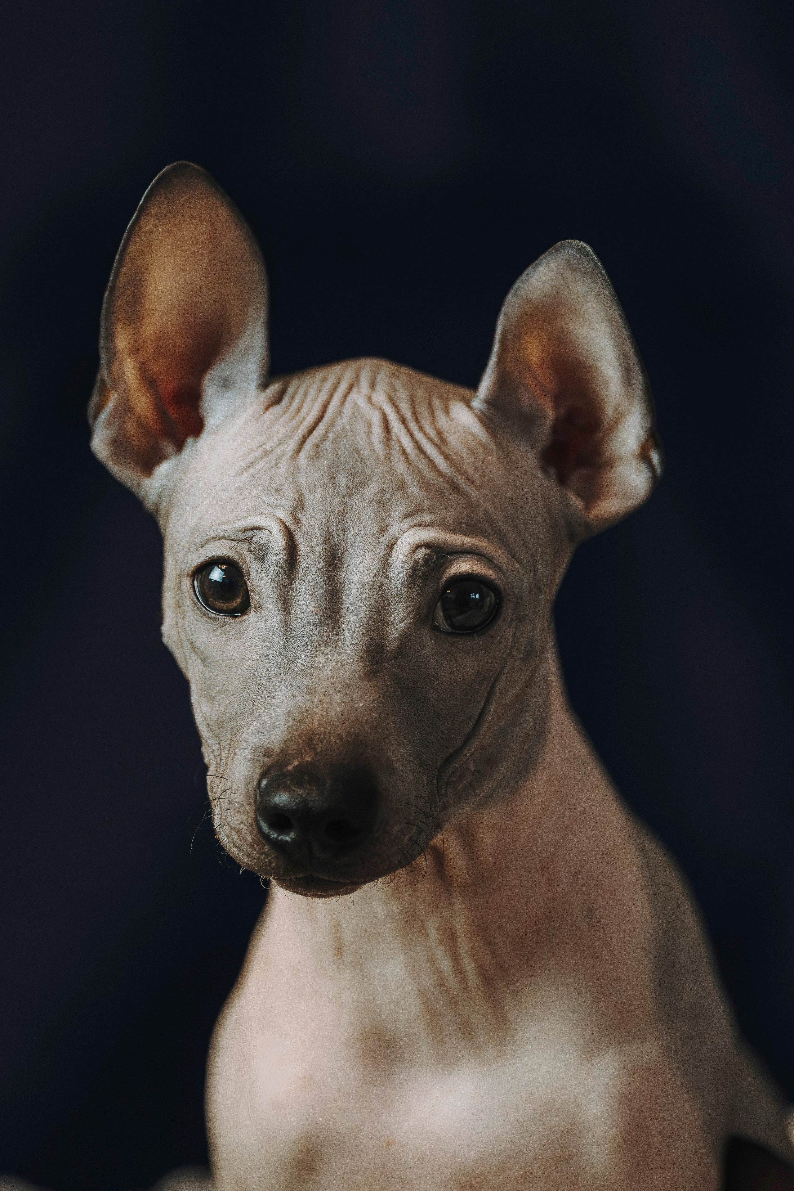 Малыши американского голого терьера. Фотограф анималист в Спб недорого Олеся Майорова