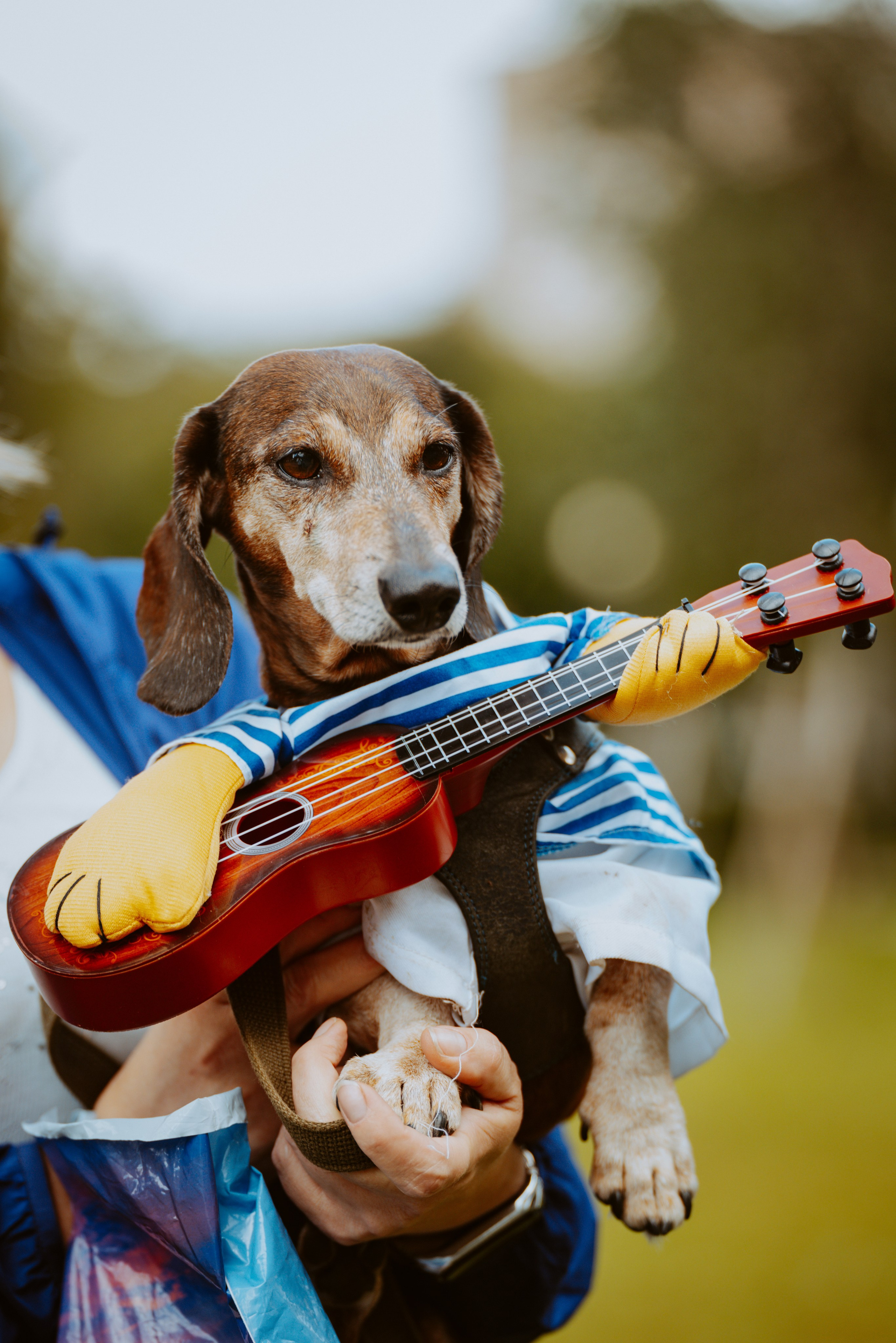 Такспарад. Фотограф анималист в Спб недорого Олеся Майорова