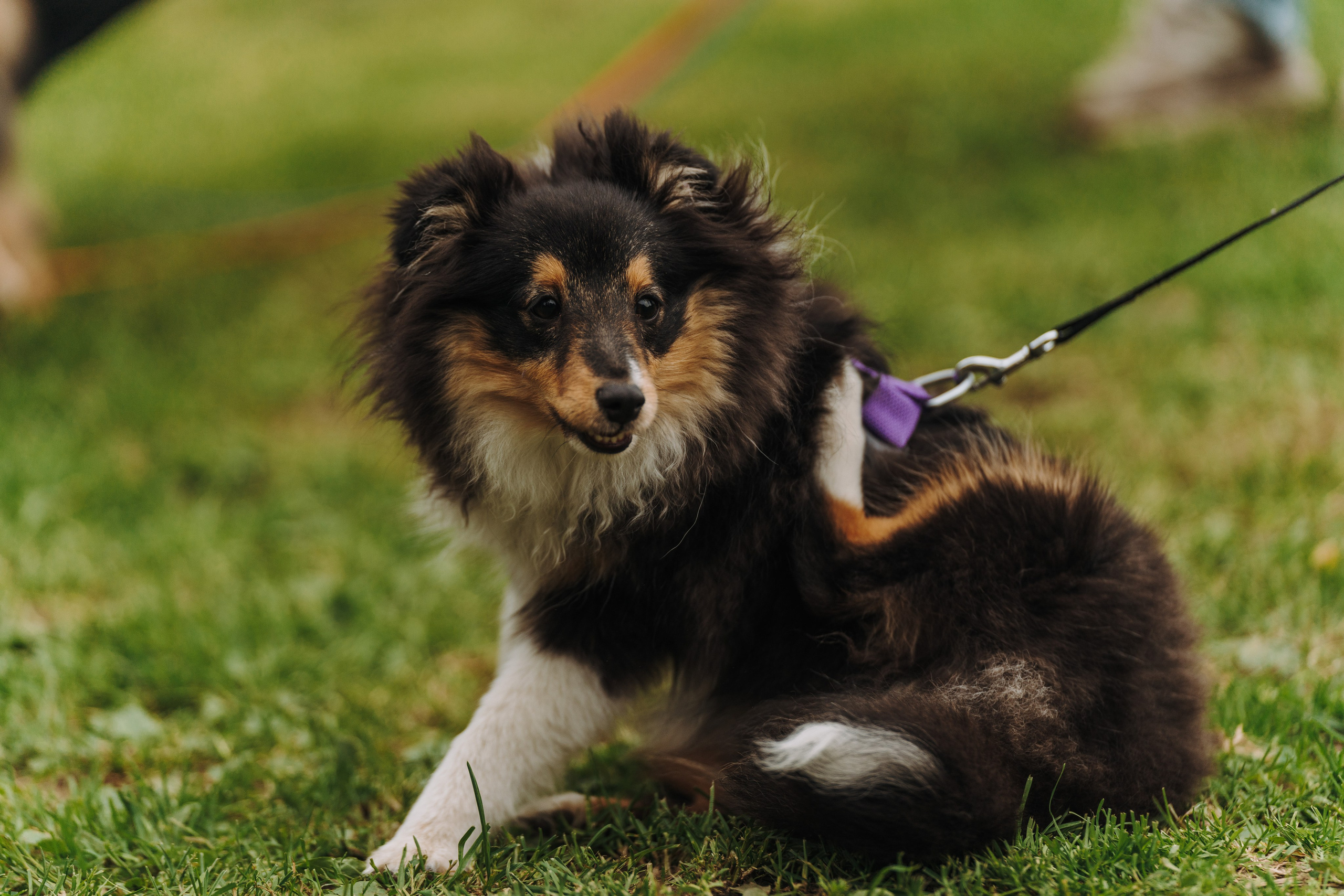 Соревнования по ноузворку. Фотограф анималист в Спб недорого Олеся Майорова