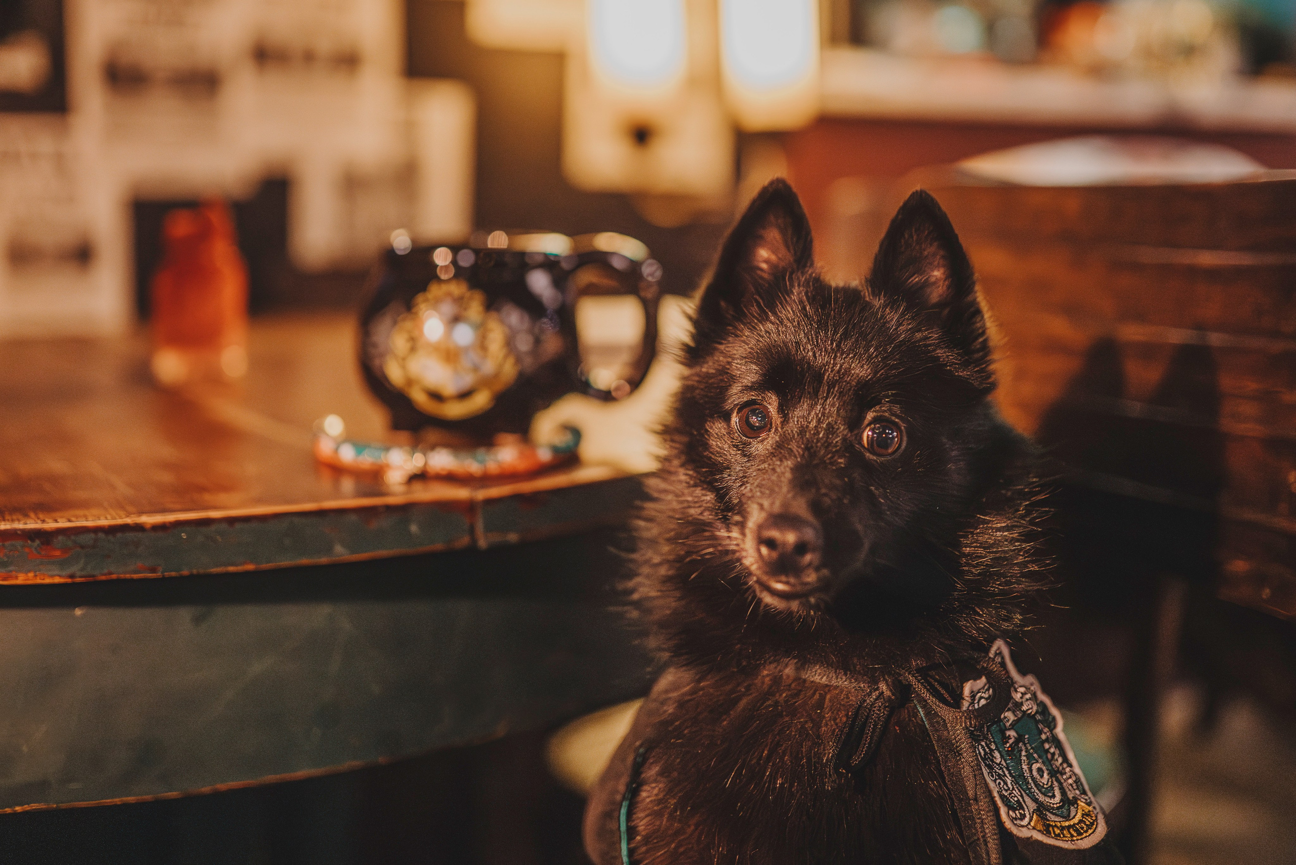 Аня, Андуин и Тесс. Фотограф анималист в Спб недорого Олеся Майорова