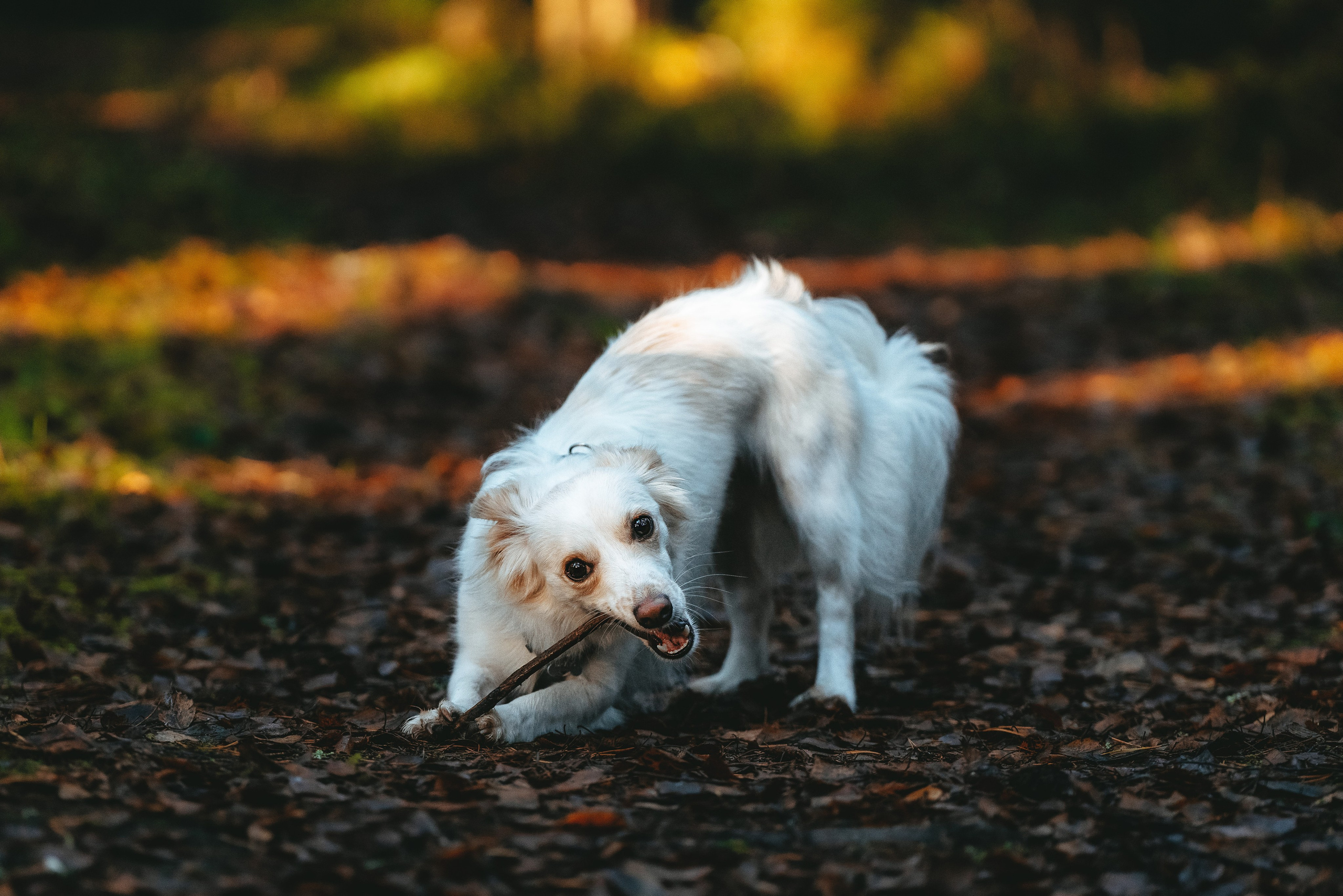 Бруно, Алена и Антон. Фотограф анималист в Спб недорого Олеся Майорова