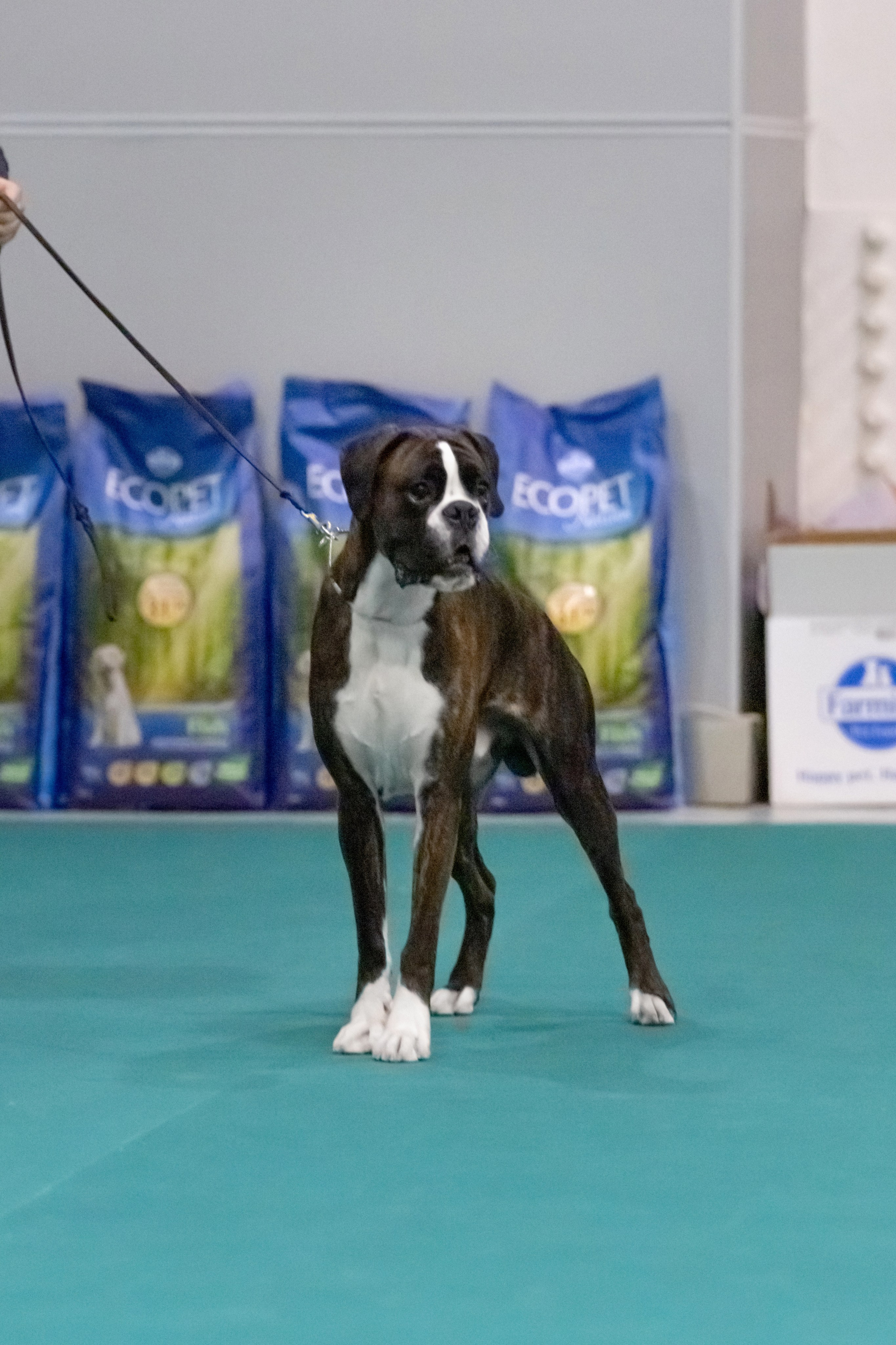 Выставки. Фотограф — анималист в Москве и области Ольга Петракова
