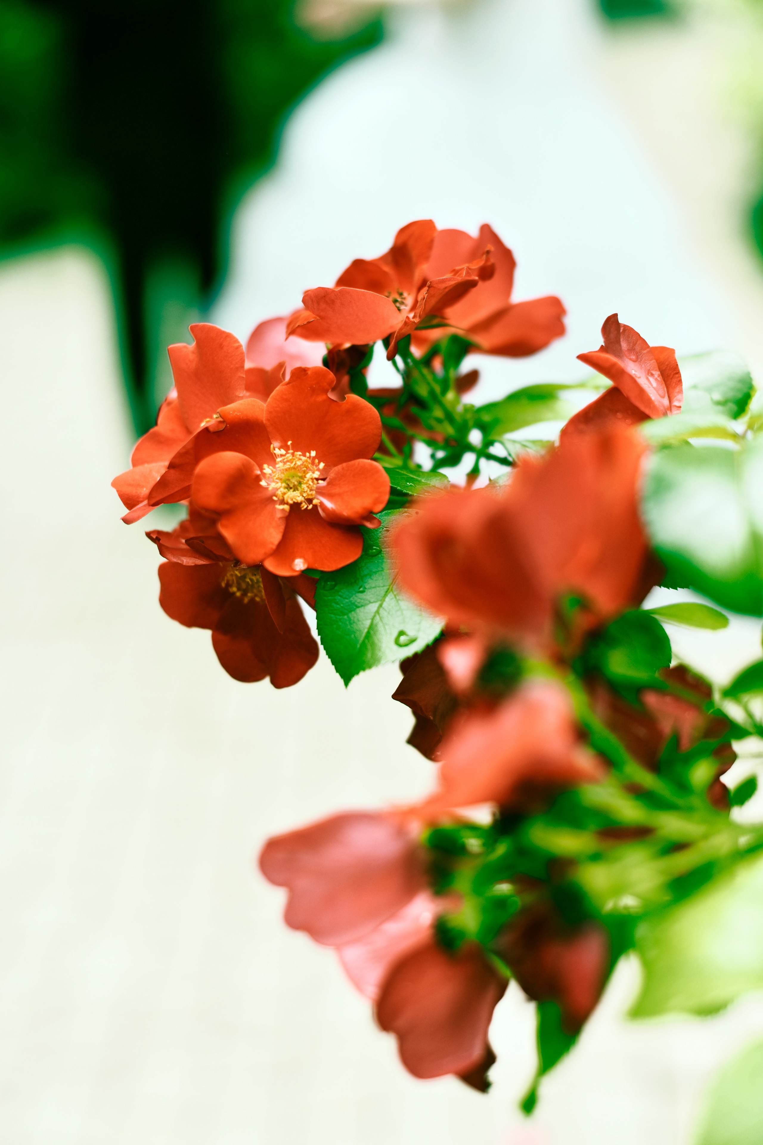 Свадьба Екатерина и Денис