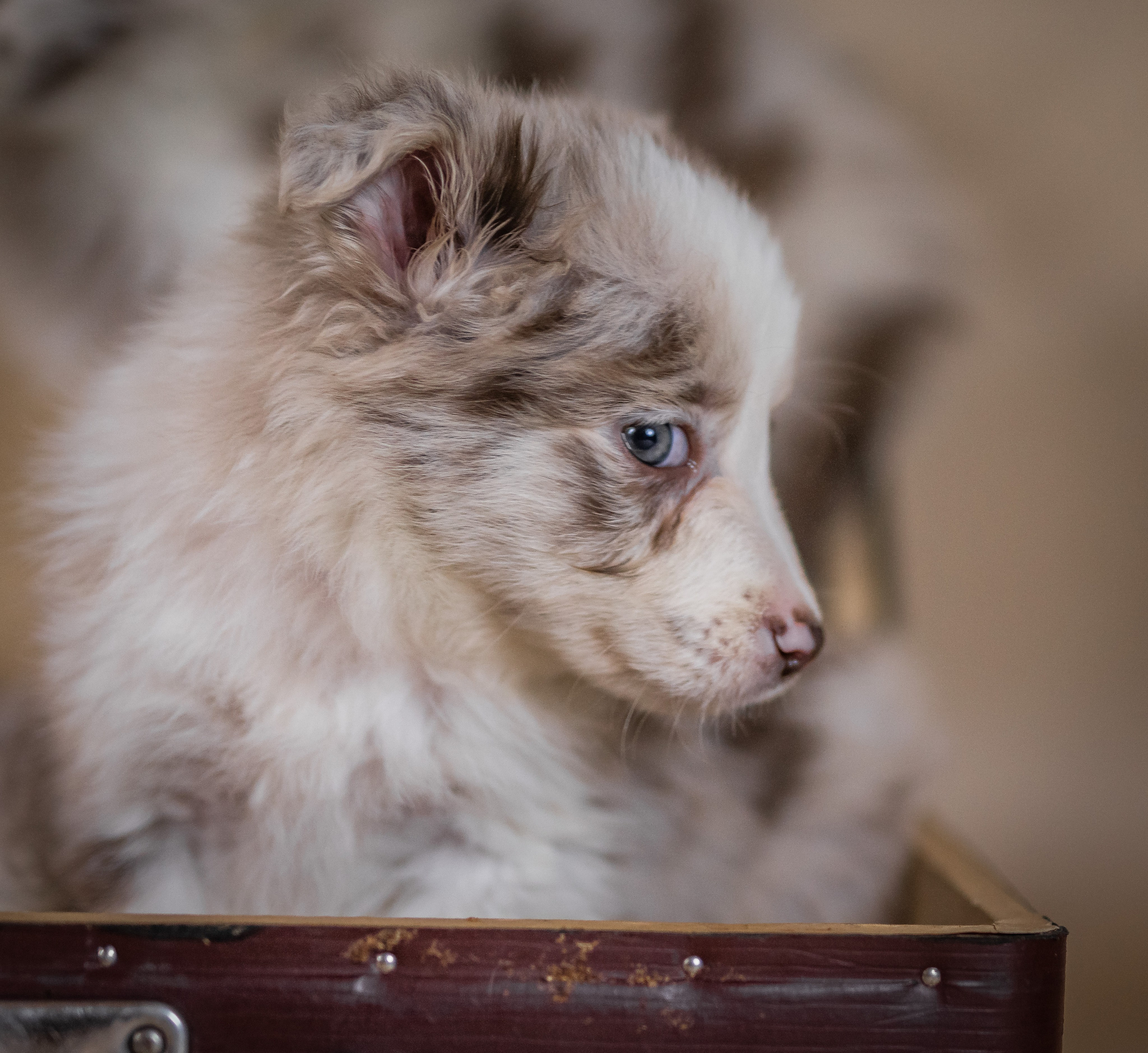 Фритсвит. Семейный фотограф Ефремова Виктория