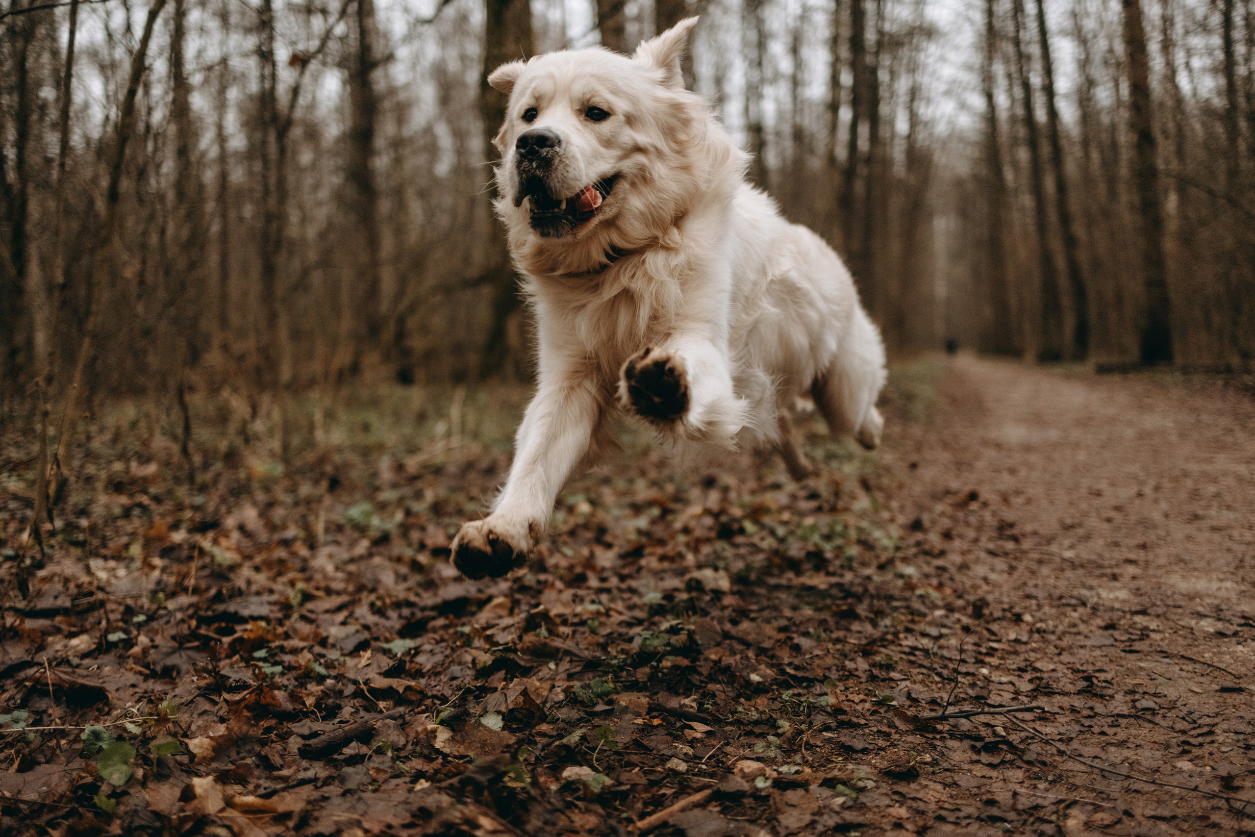 Лаки и его семья. Фотограф — Анималист | Санкт-Петербург