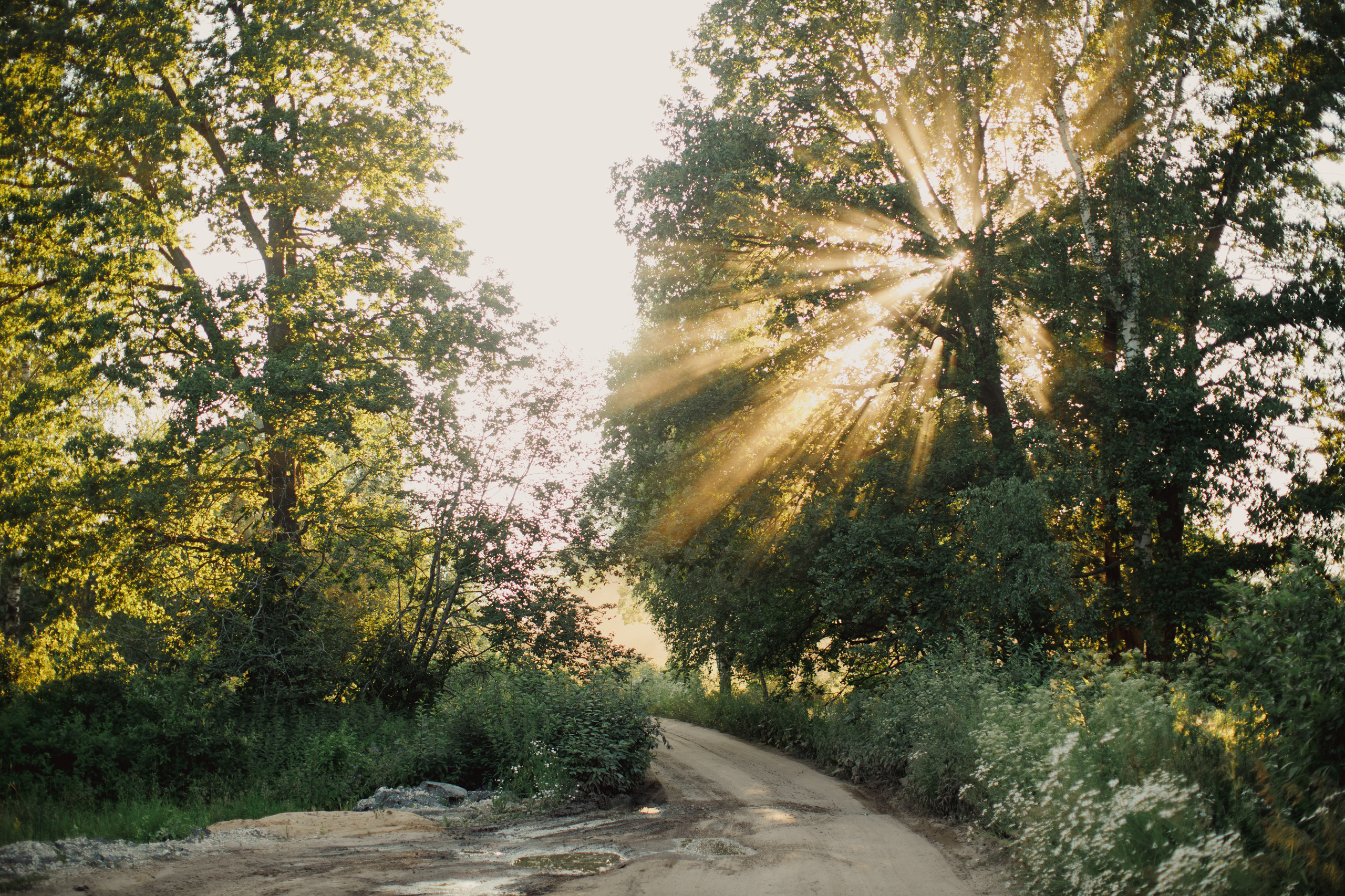 Настя и Кирилл. Суздаль. Свадебный и семейный фотограф Ольга Сморжанюк