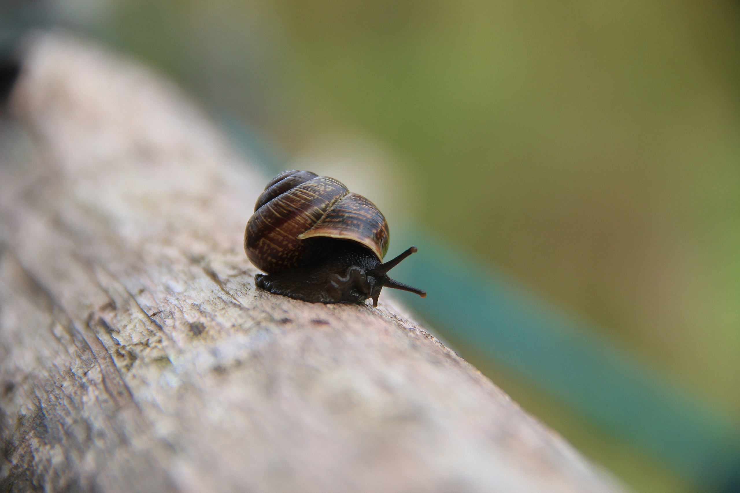 Природа. Животные. Фотограф в Санкт-Петербурге Александр Костюнин