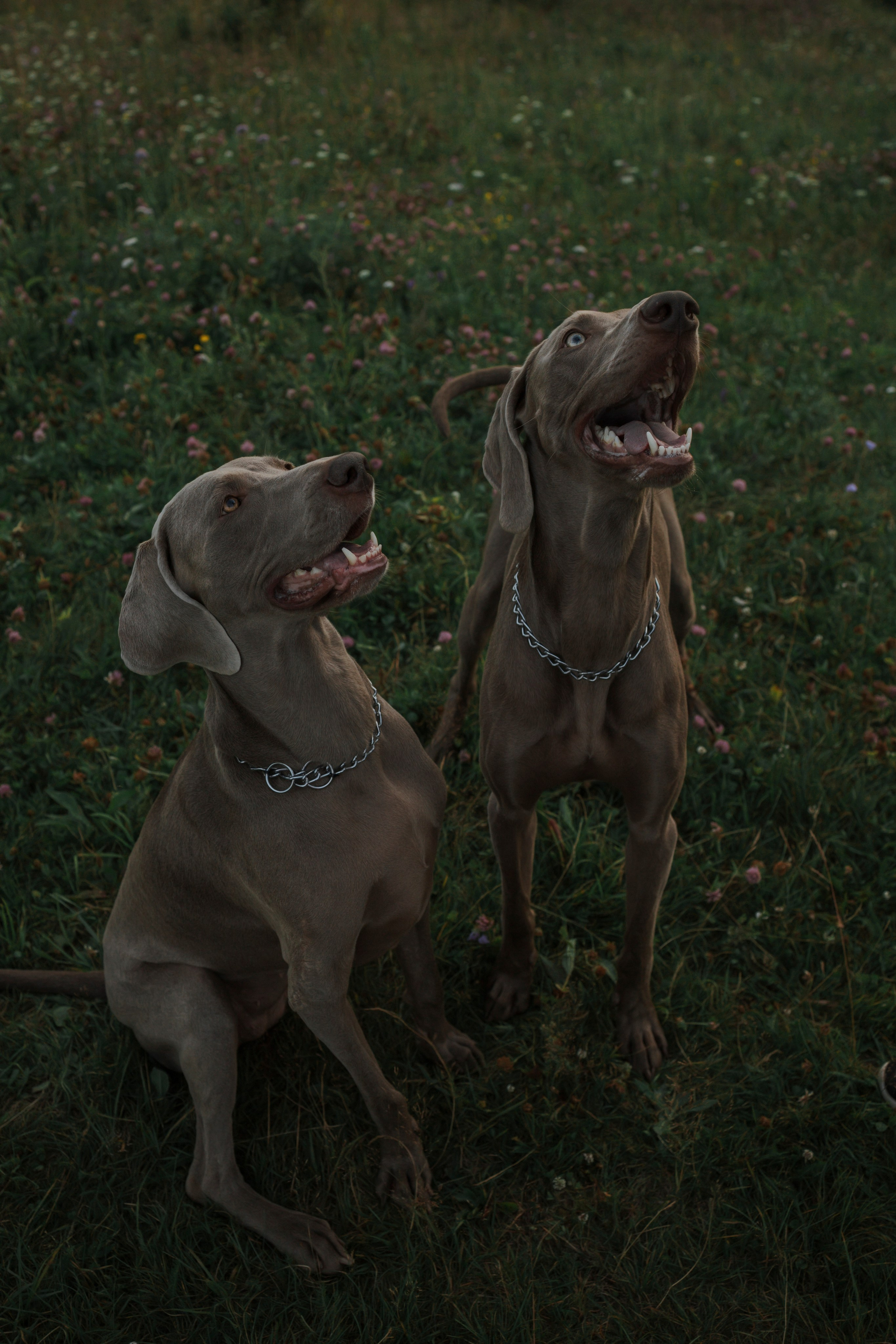 Маргарита и веймаранеры. Фотограф-анималист в Санкт-Петеребурге Титова Алиса