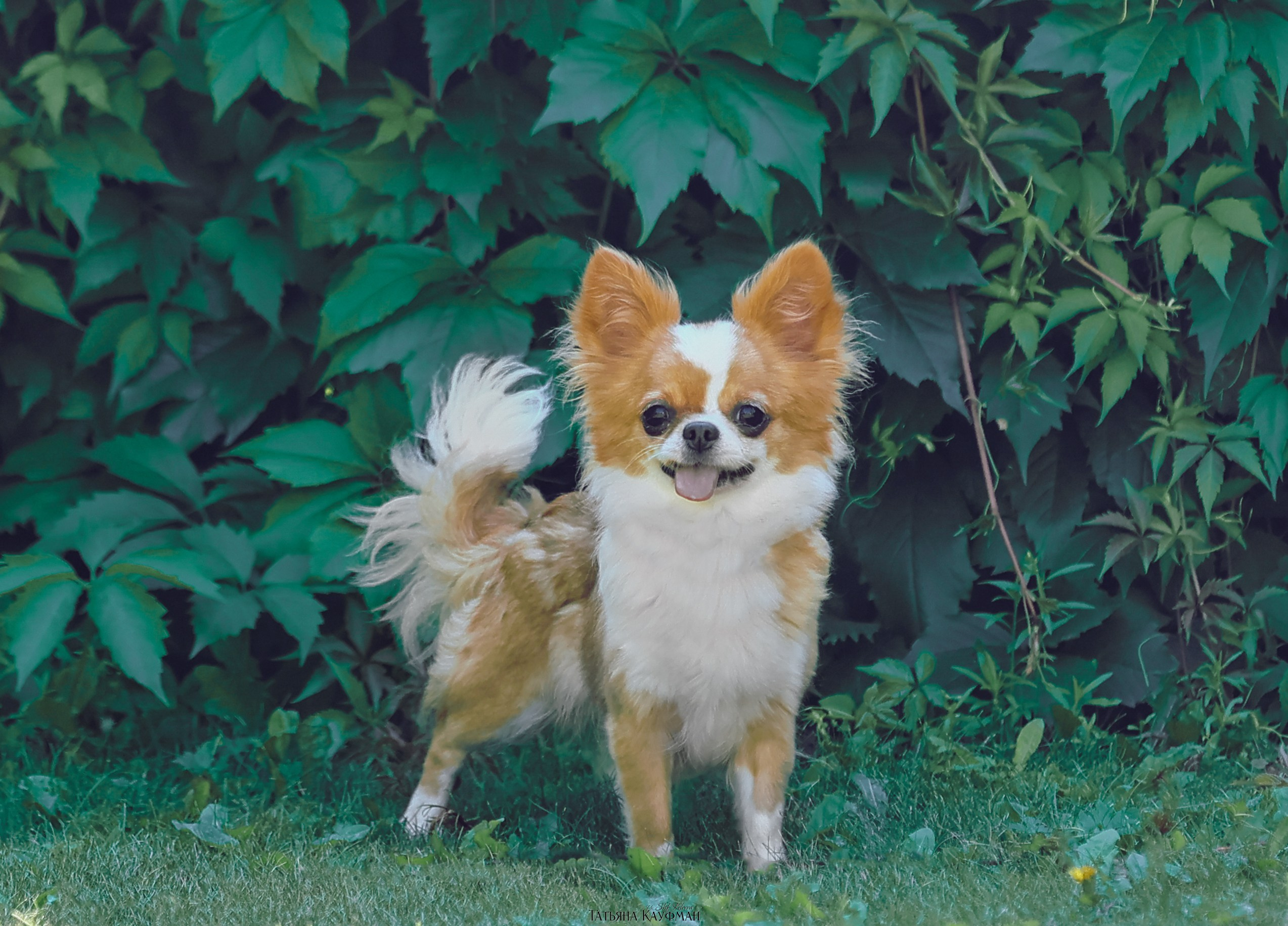 Чухуа хуа, собака в цветах, красивая собака, фотограф анималист, фотокурс Анималистика, научиться фотографировать собак, фотограф Новосибирск