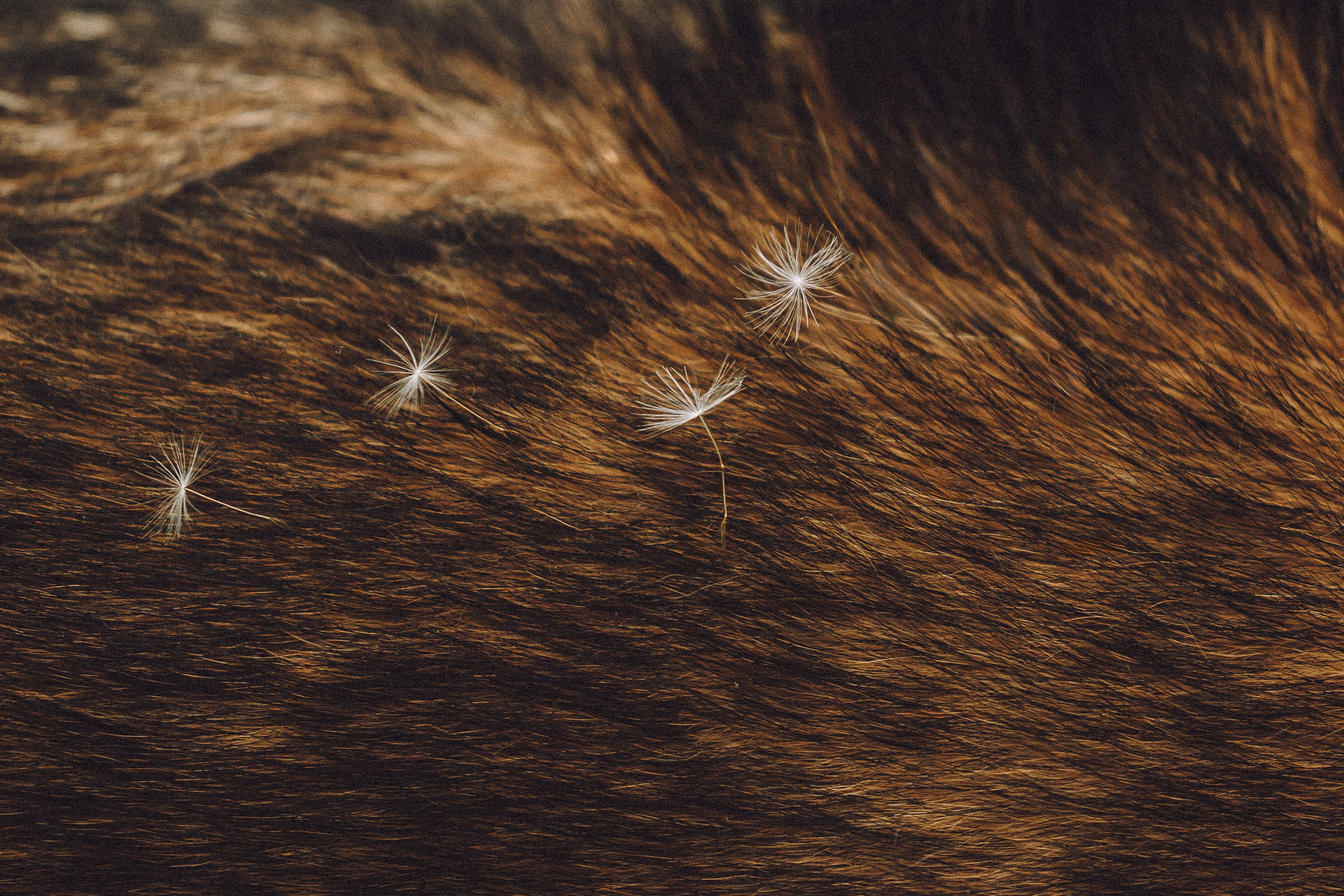 Груша, Данни, Фунтик и их семья