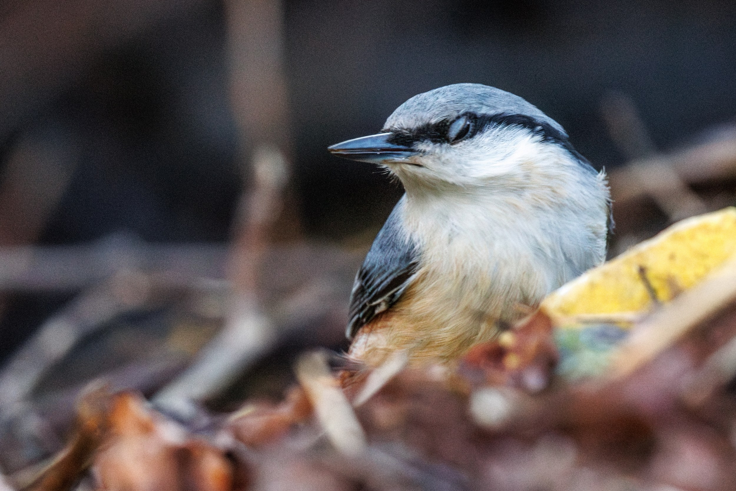 Поползень. Фотограф дикой природы Роман Исаенков