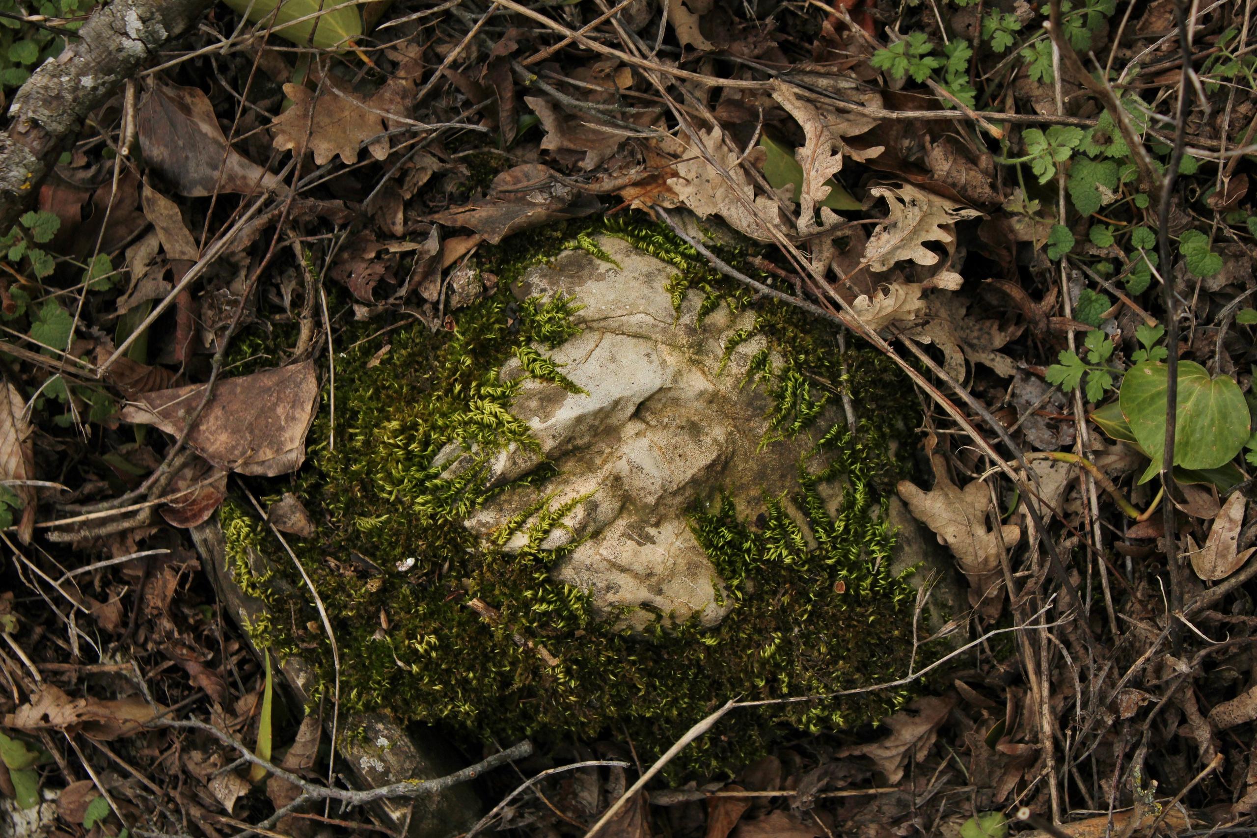 Камень в мхе на терренкуре Маркотх в городе Геленджике 2026