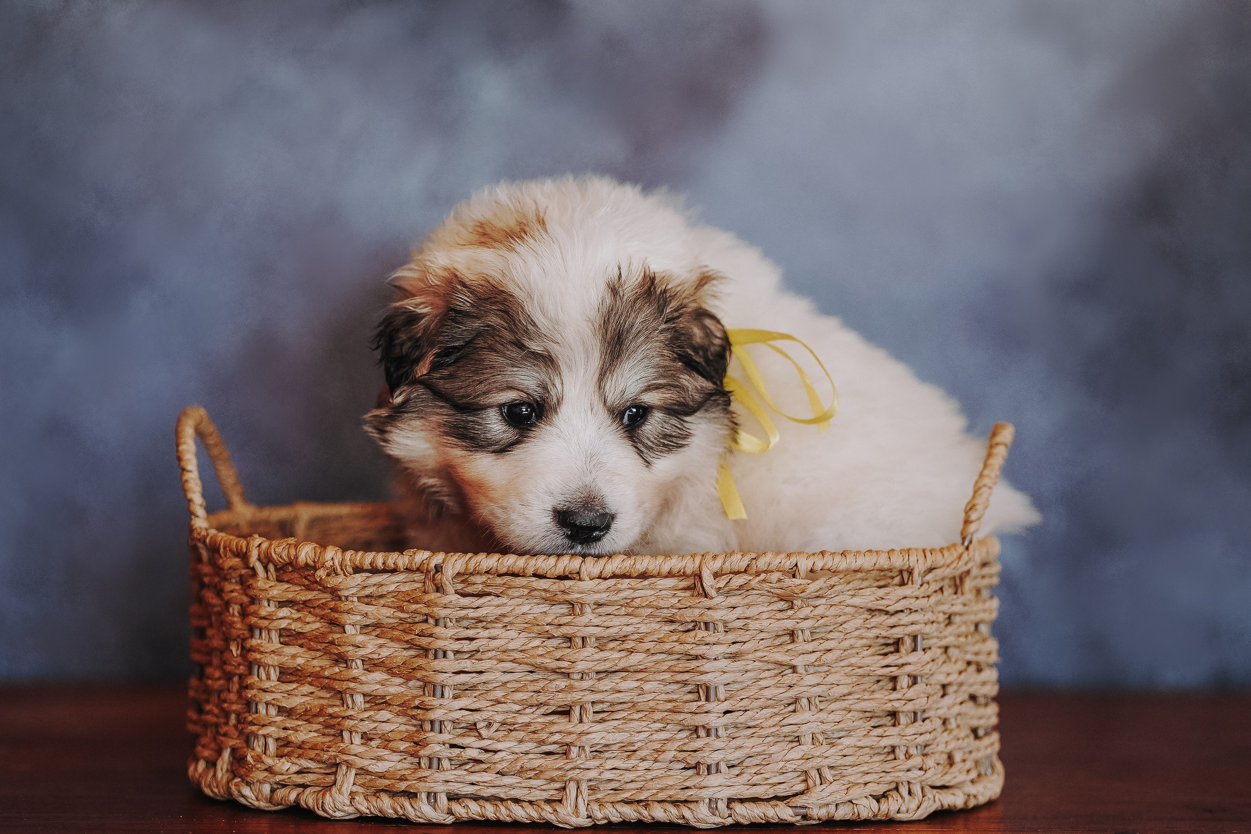 Пиренейские горные. Фотограф анималист в Спб недорого Олеся Майорова