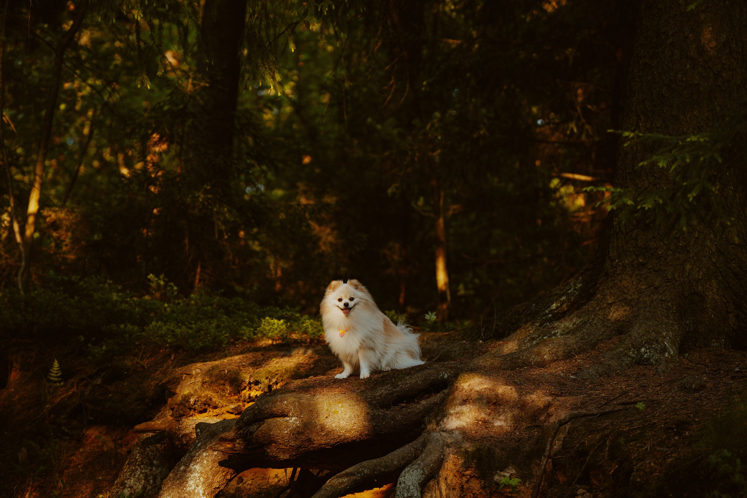 Фотосессия с собачкой в лесу. Фотограф анималист в Спб недорого Олеся Майорова