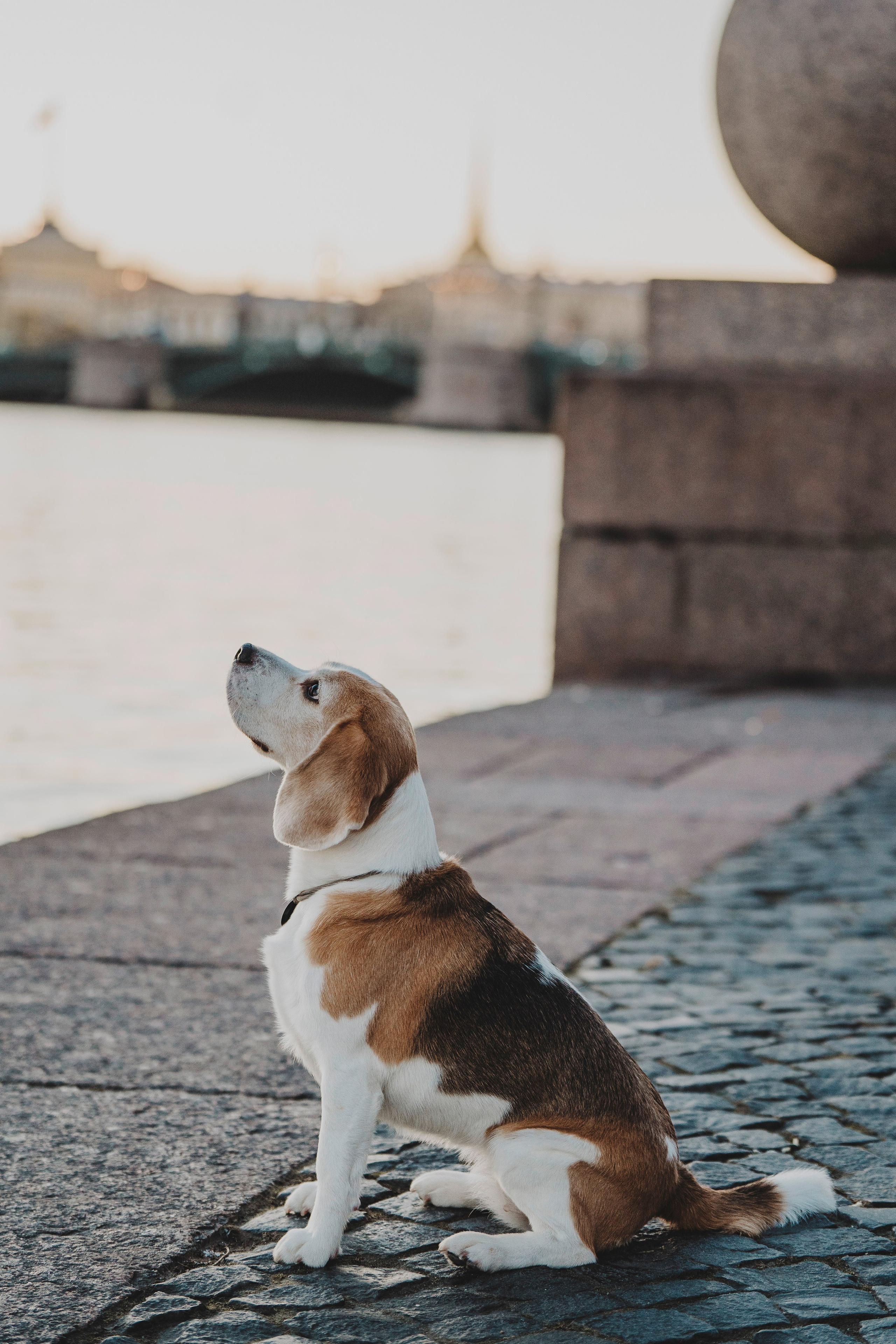 Ксения и Гаечка. Фотограф анималист в Спб недорого Олеся Майорова