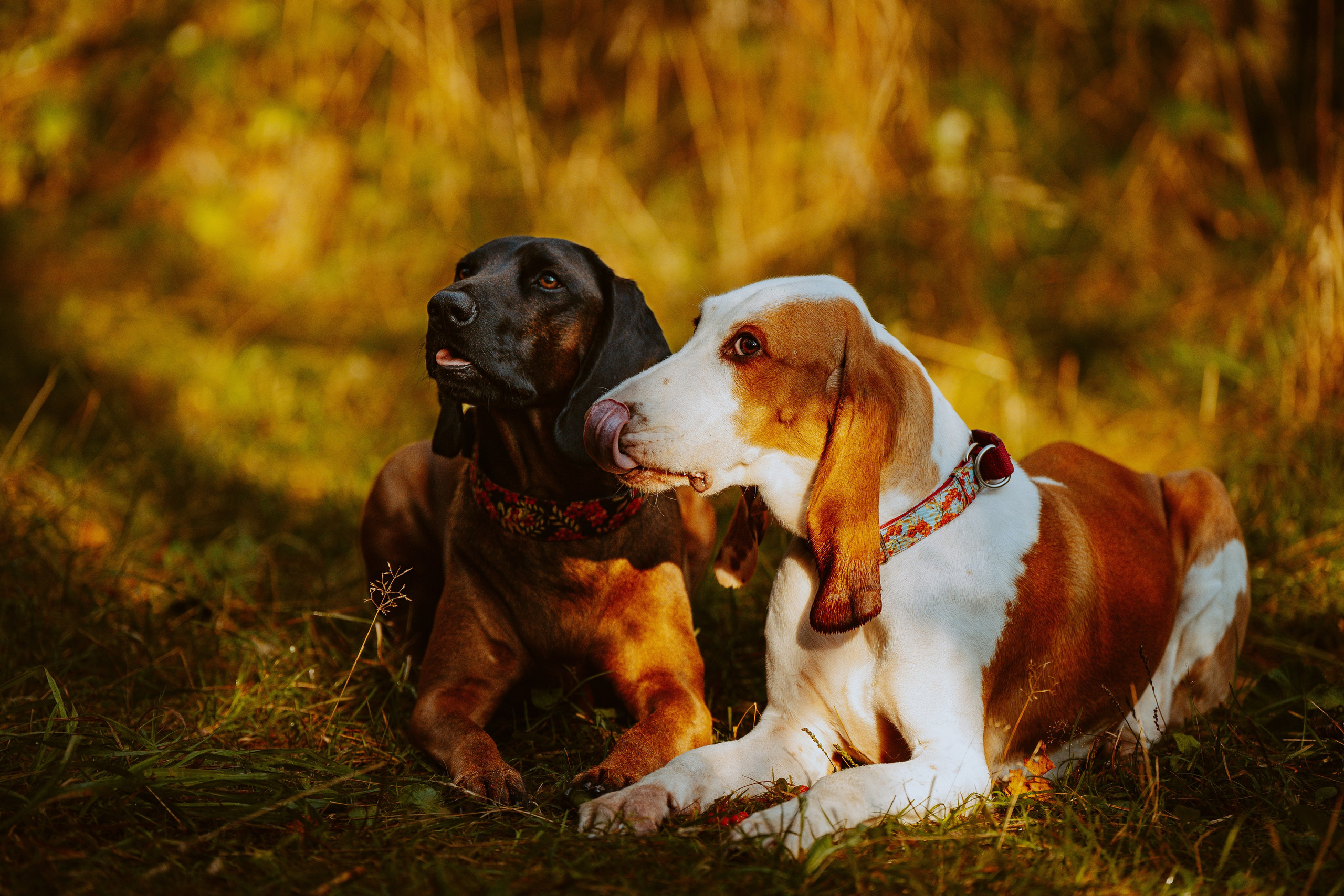 Ольга, Рора и Румпель. Фотограф анималист в Спб недорого Олеся Майорова