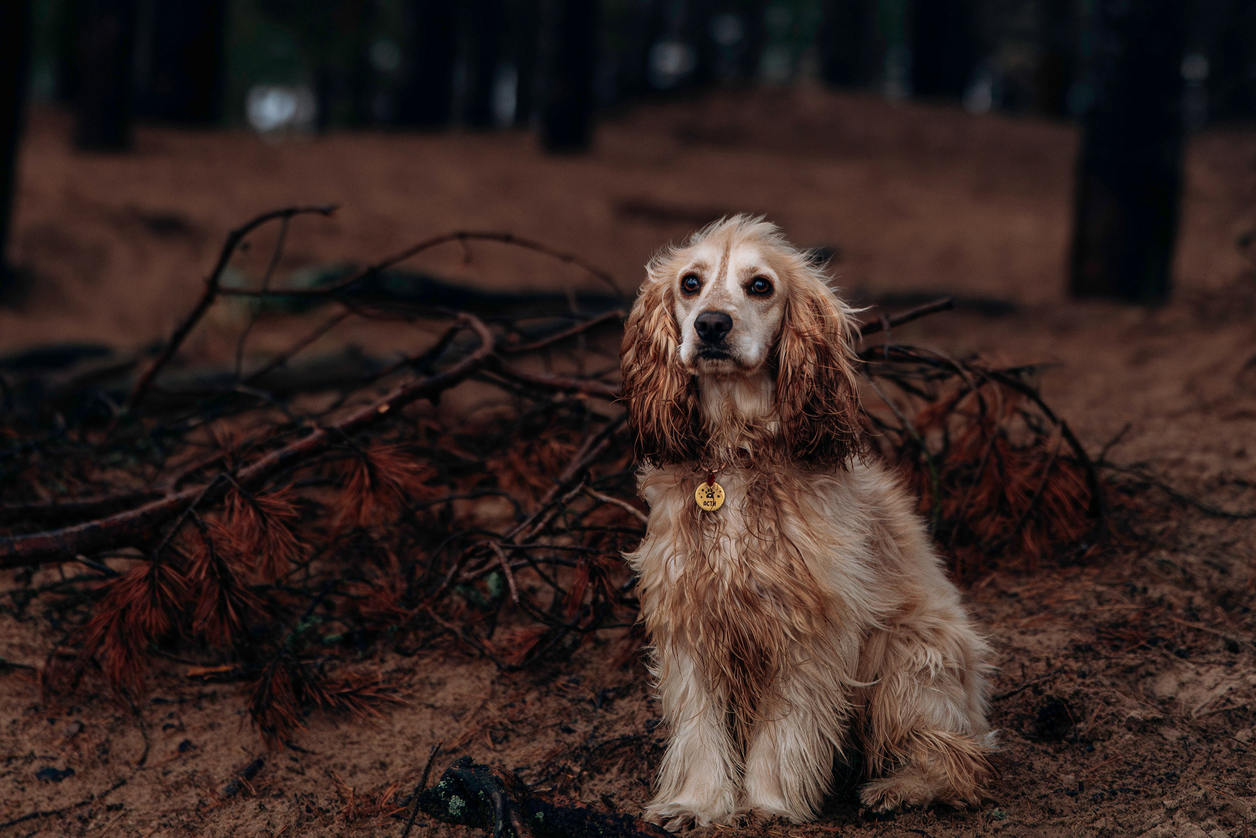 Асти, Крис и Александра. Фотограф анималист в Спб недорого Олеся Майорова